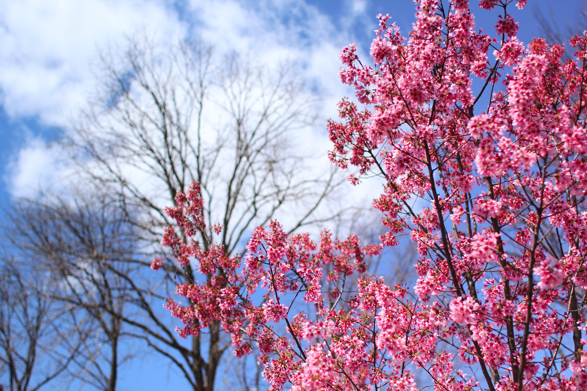 Canon EF 28mm F1.8 USM sample photo. Cherry blossom photography