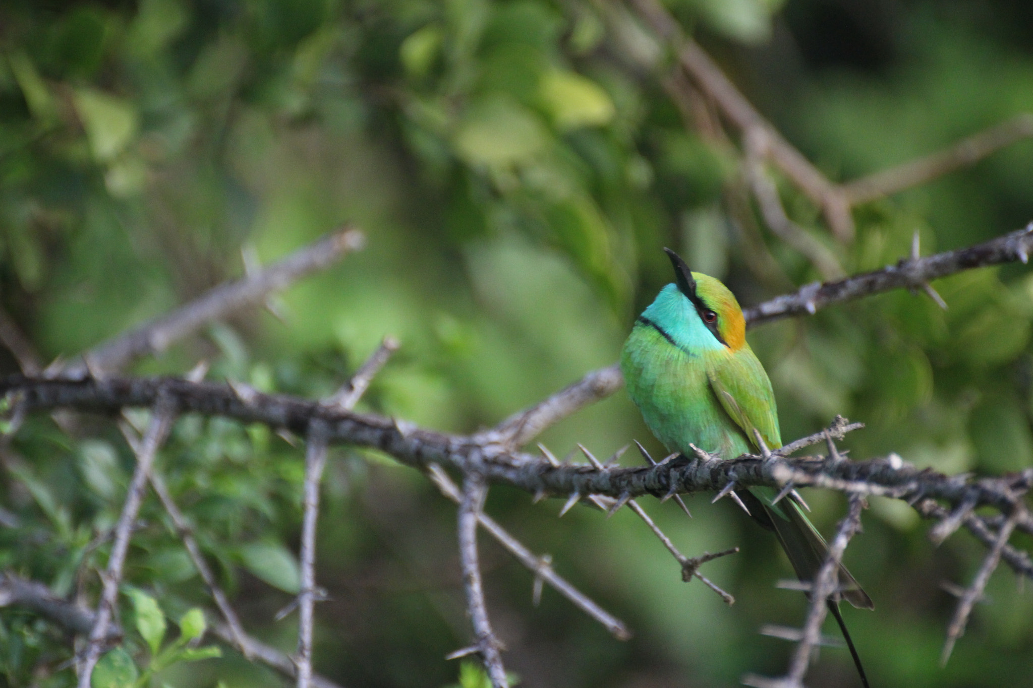 Canon EOS 700D (EOS Rebel T5i / EOS Kiss X7i) sample photo. Wondering photography