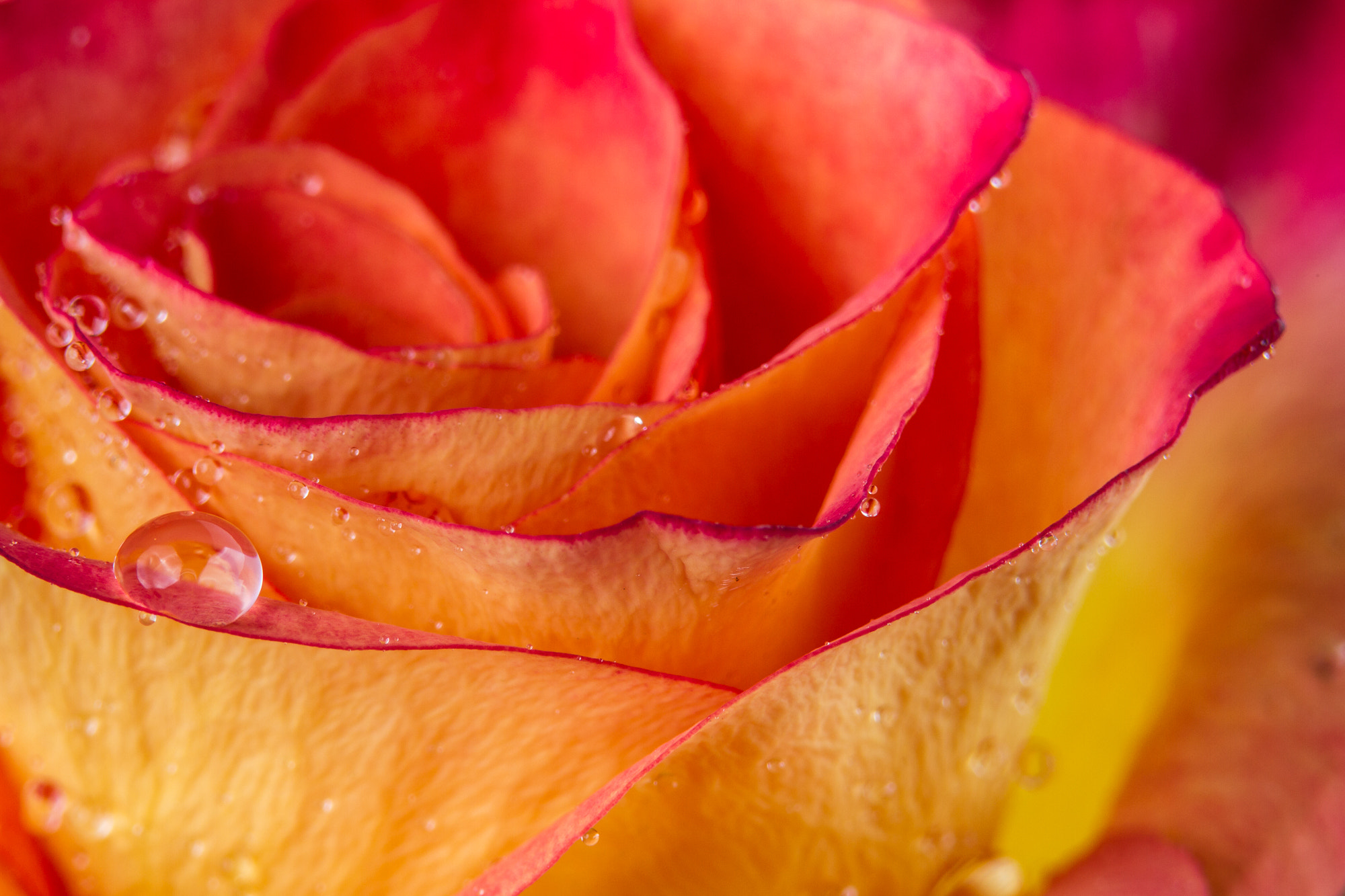 Canon EF 70-210mm f/4 sample photo. Tear of a rose photography