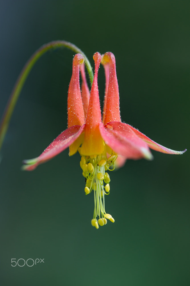 Canon EF 180mm F3.5L Macro USM sample photo. Columbine, lassen national park photography