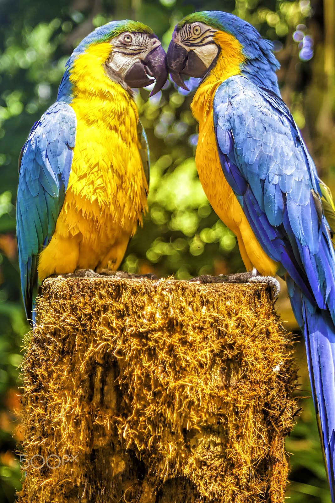 Canon EOS 5D Mark II + Tokina AT-X 280 AF Pro 28-80mm f/2.8 Aspherical sample photo. Mated pair of blue and yellow macaw photography