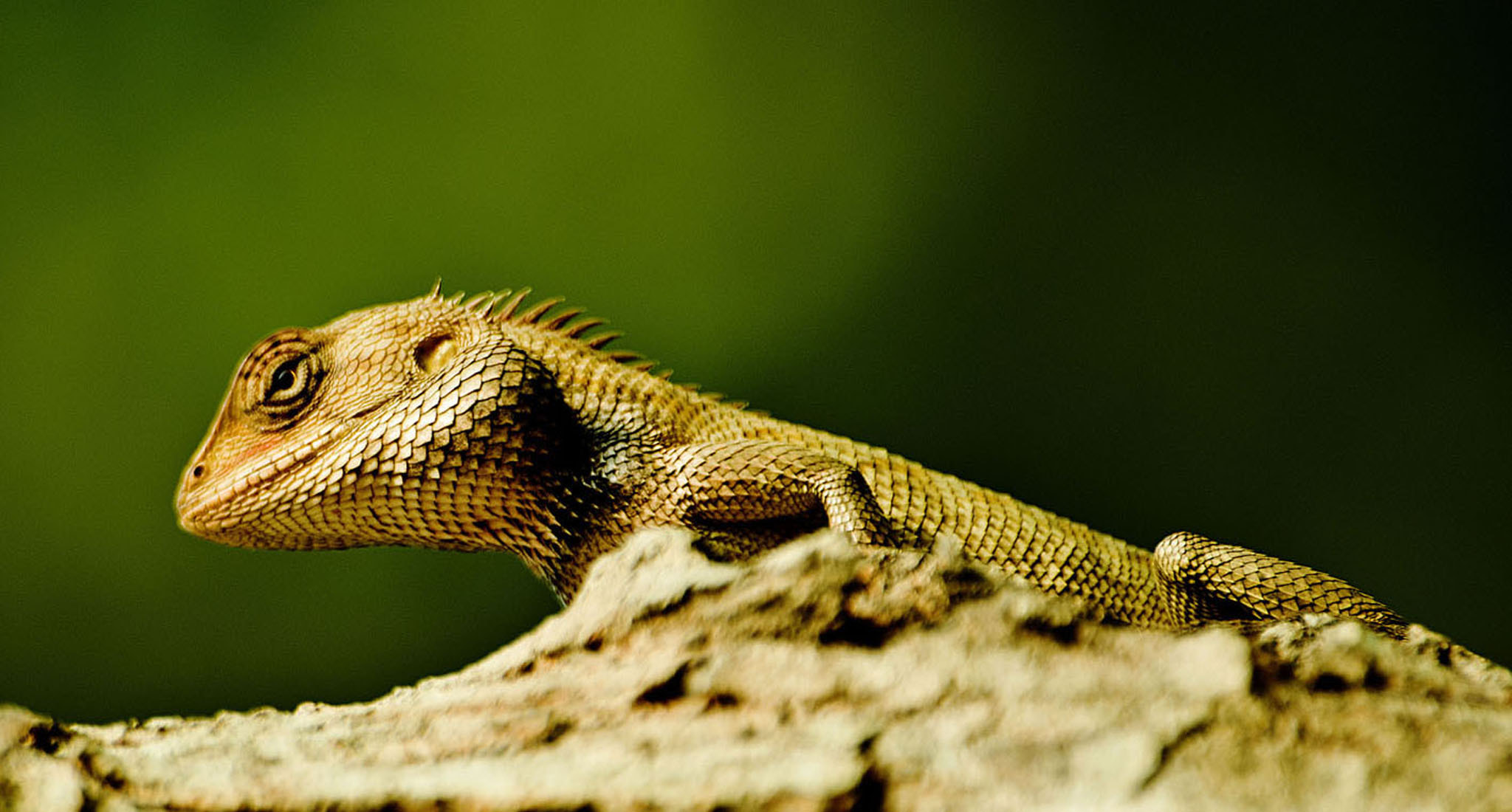 Pentax K-50 + Sigma sample photo. I am coming to scare you! photography