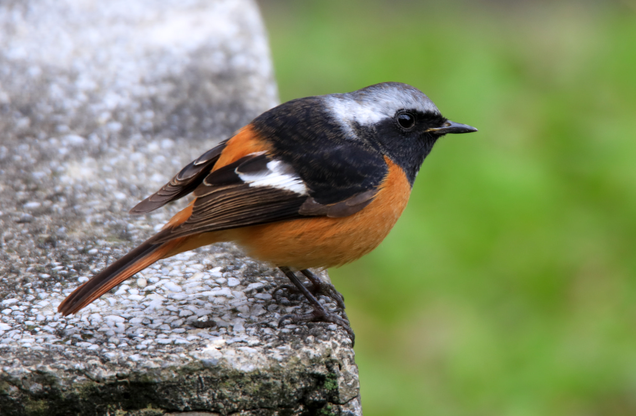 Tamron SP 150-600mm F5-6.3 Di VC USD sample photo. Daurian redstart photography