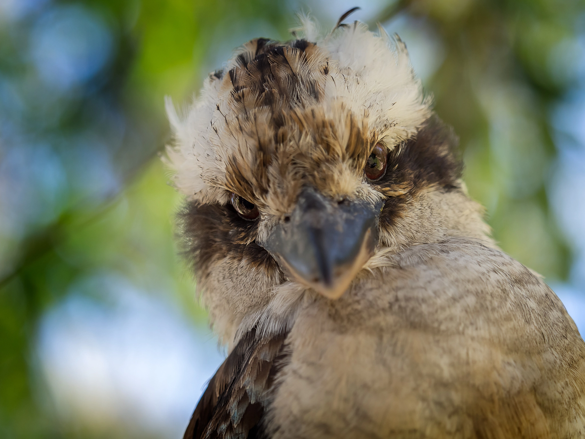 Olympus OM-D E-M10 + Olympus M.Zuiko Digital ED 40-150mm F2.8 Pro sample photo. Angry kookaburra photography