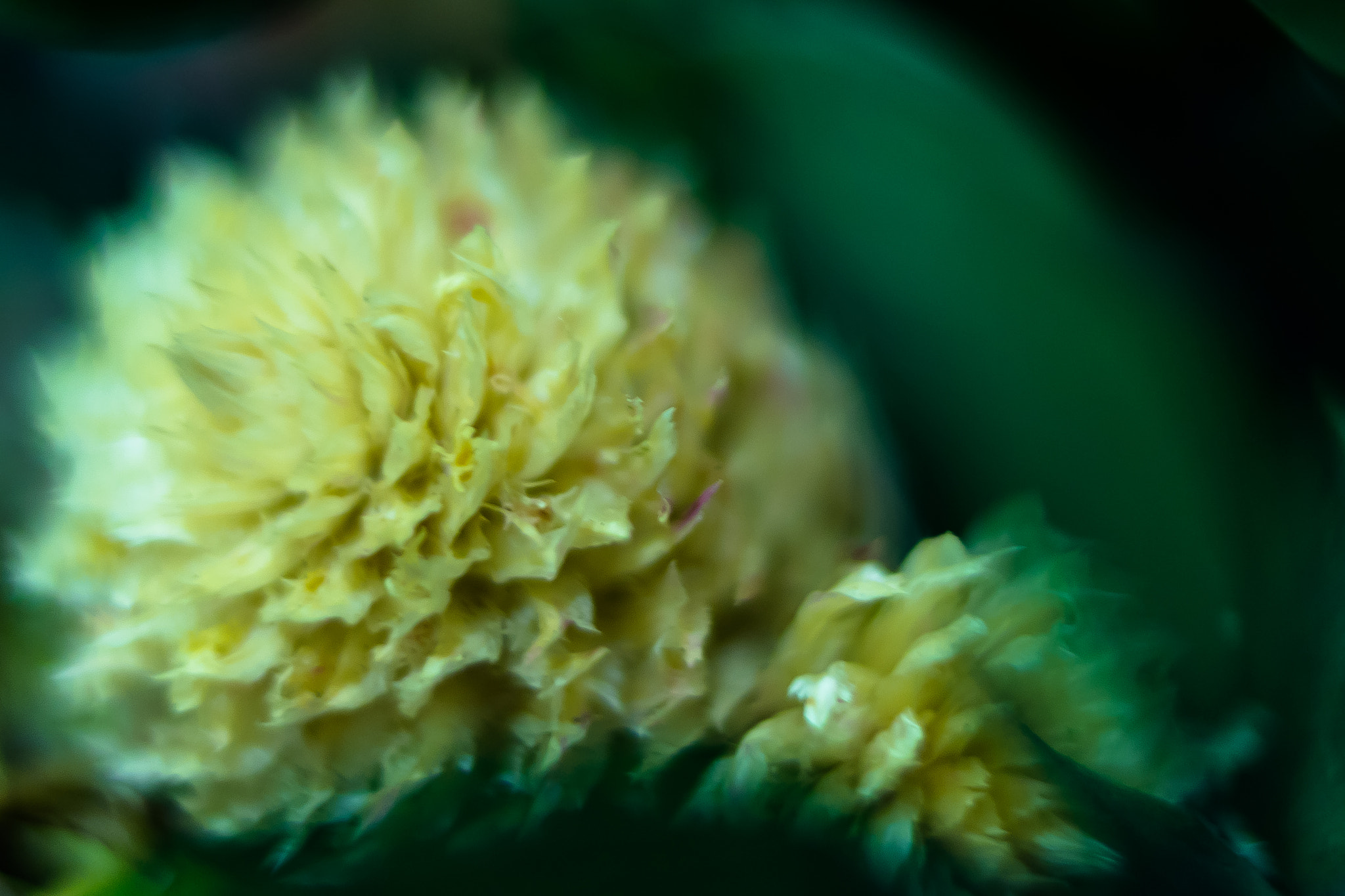 Sony a7 + E 50mm F1.8 OSS sample photo. Deep white photography