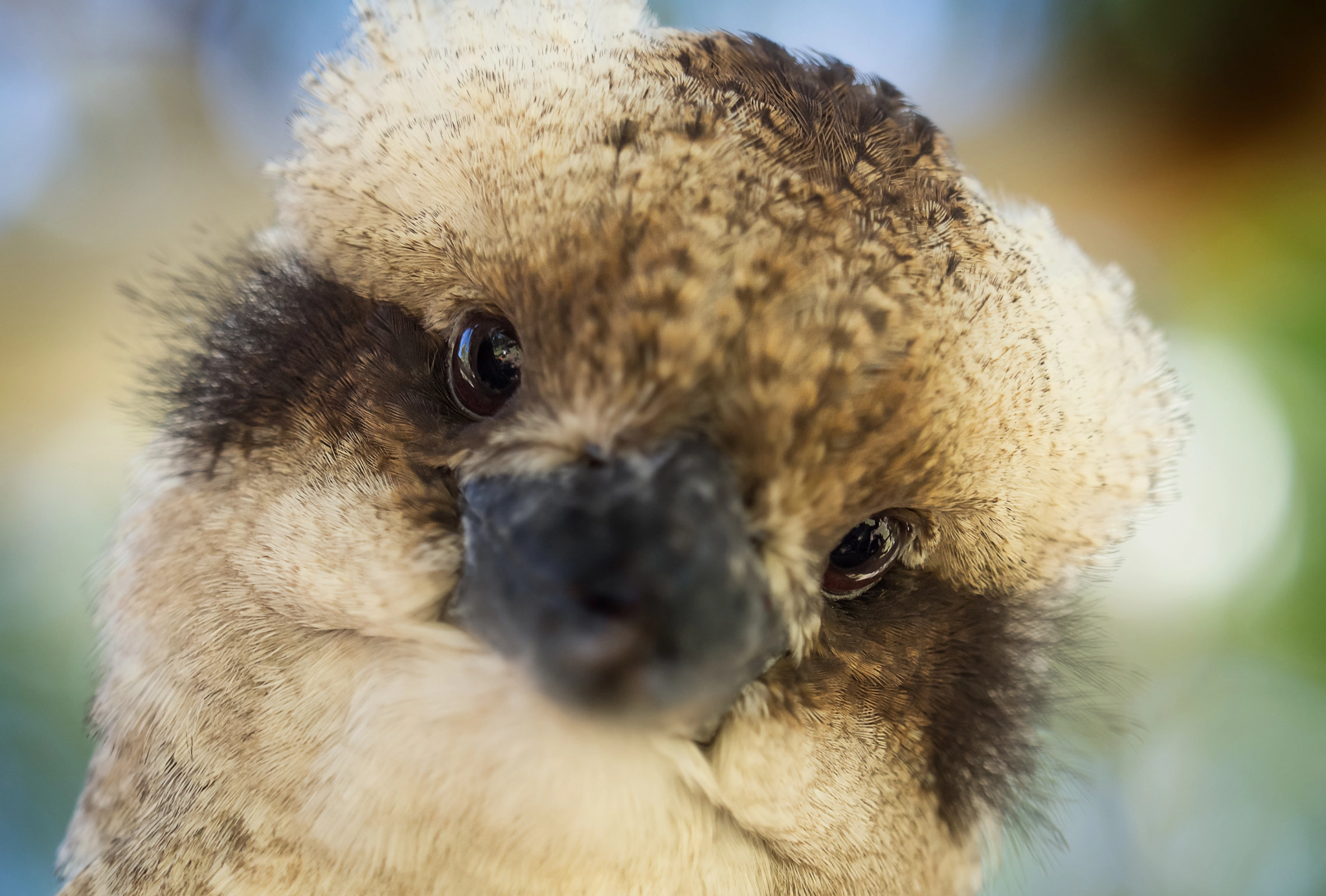 Olympus OM-D E-M10 + Olympus M.Zuiko Digital ED 40-150mm F2.8 Pro sample photo. Portrait of a kookaburra photography