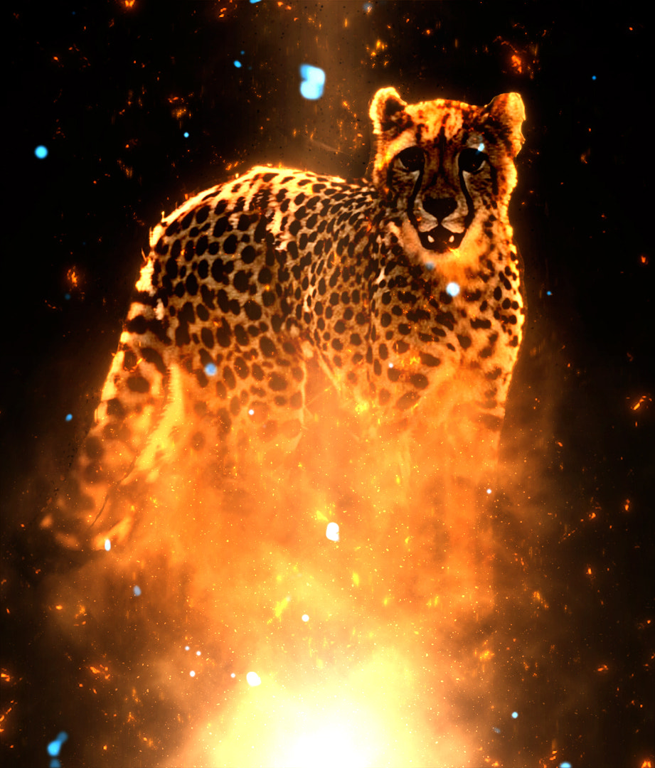 Canon EF 28-90mm f/4-5.6 sample photo. Cheetah flare photography