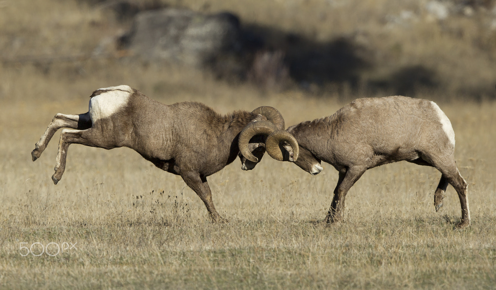 Canon EF 500mm F4L IS II USM sample photo. Bighorn sheep3ss photography