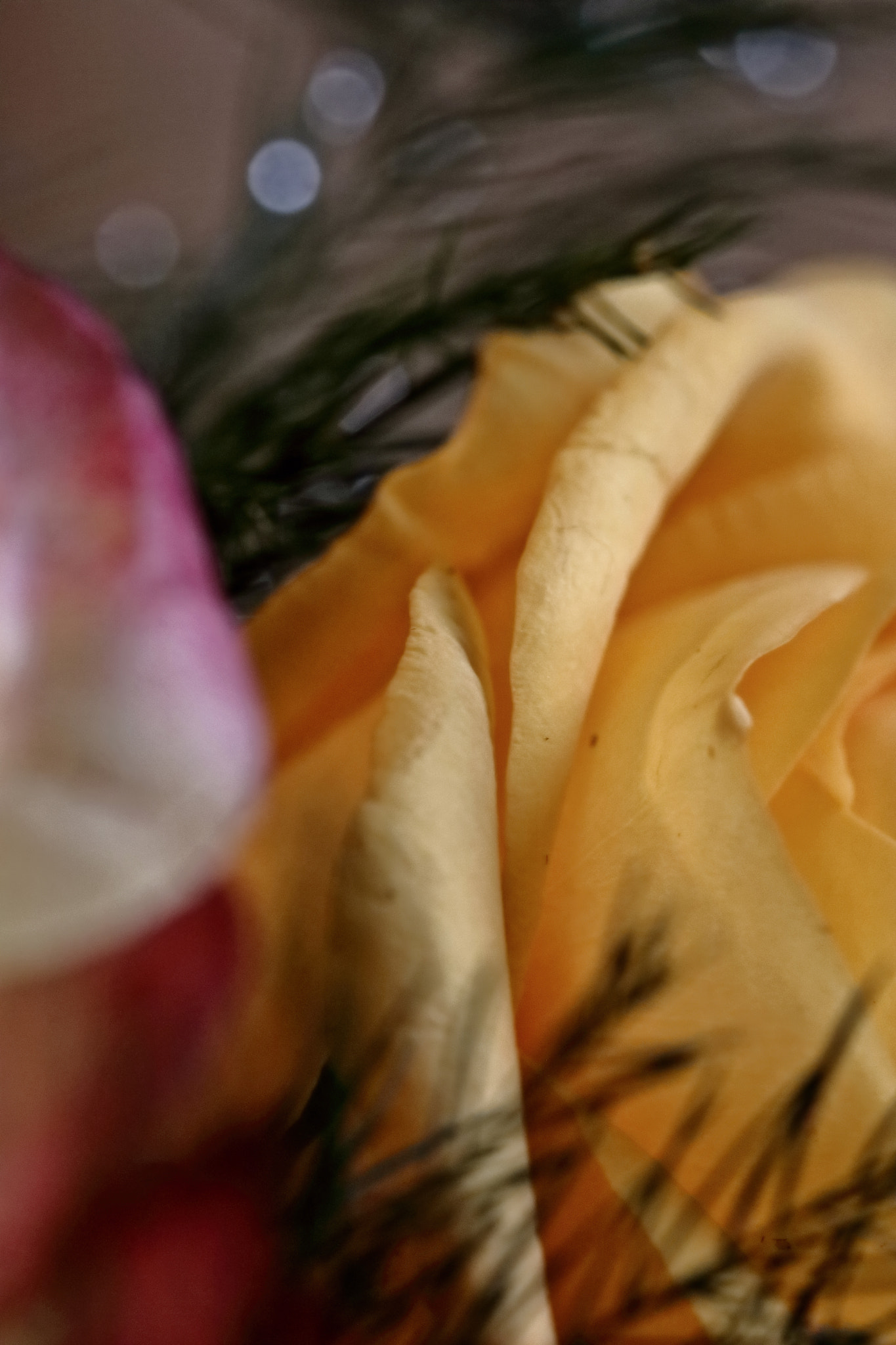 Canon EOS 760D (EOS Rebel T6s / EOS 8000D) sample photo. Rose curl photography