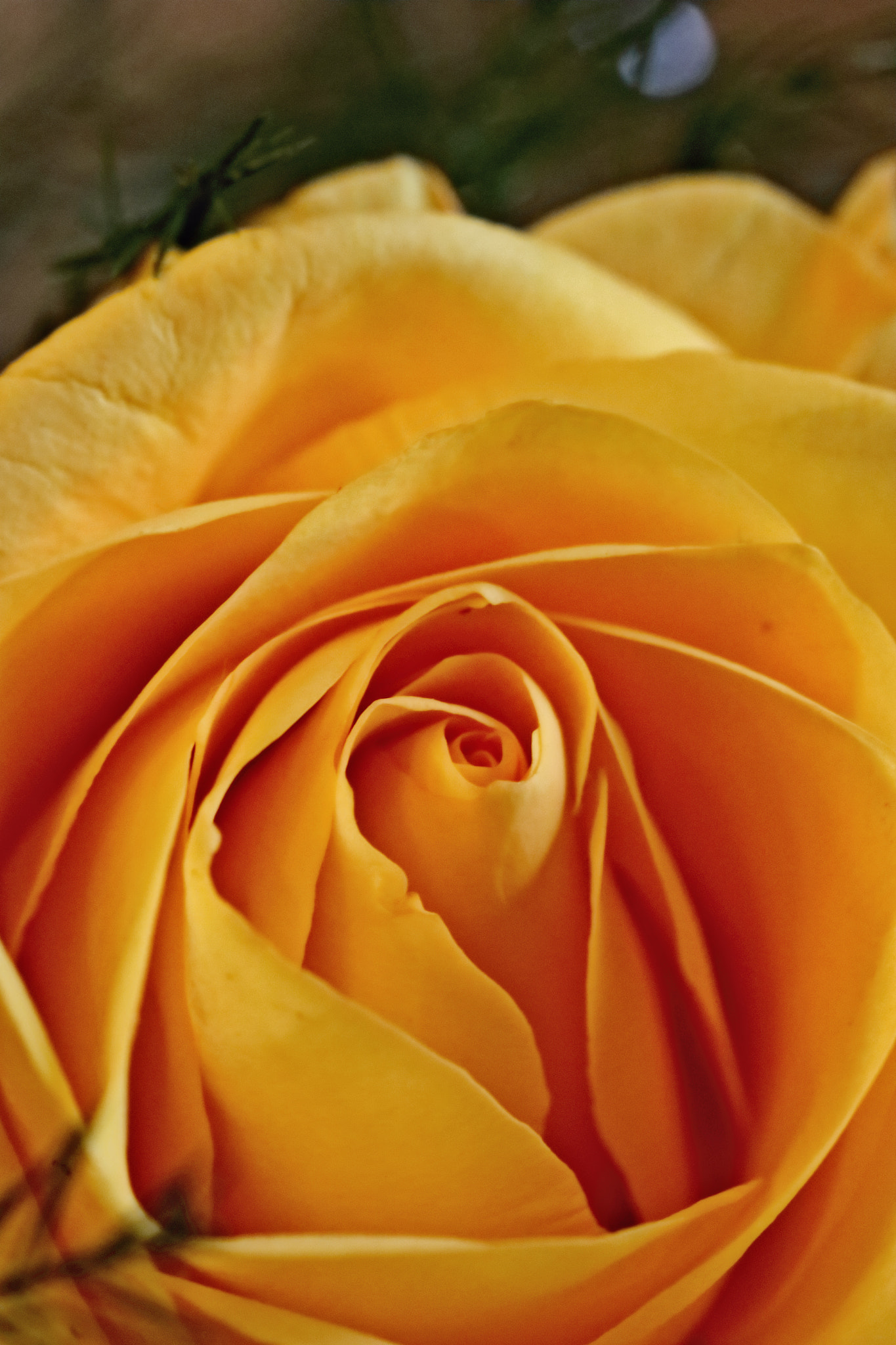 Canon EOS 760D (EOS Rebel T6s / EOS 8000D) sample photo. Rose yellow photography
