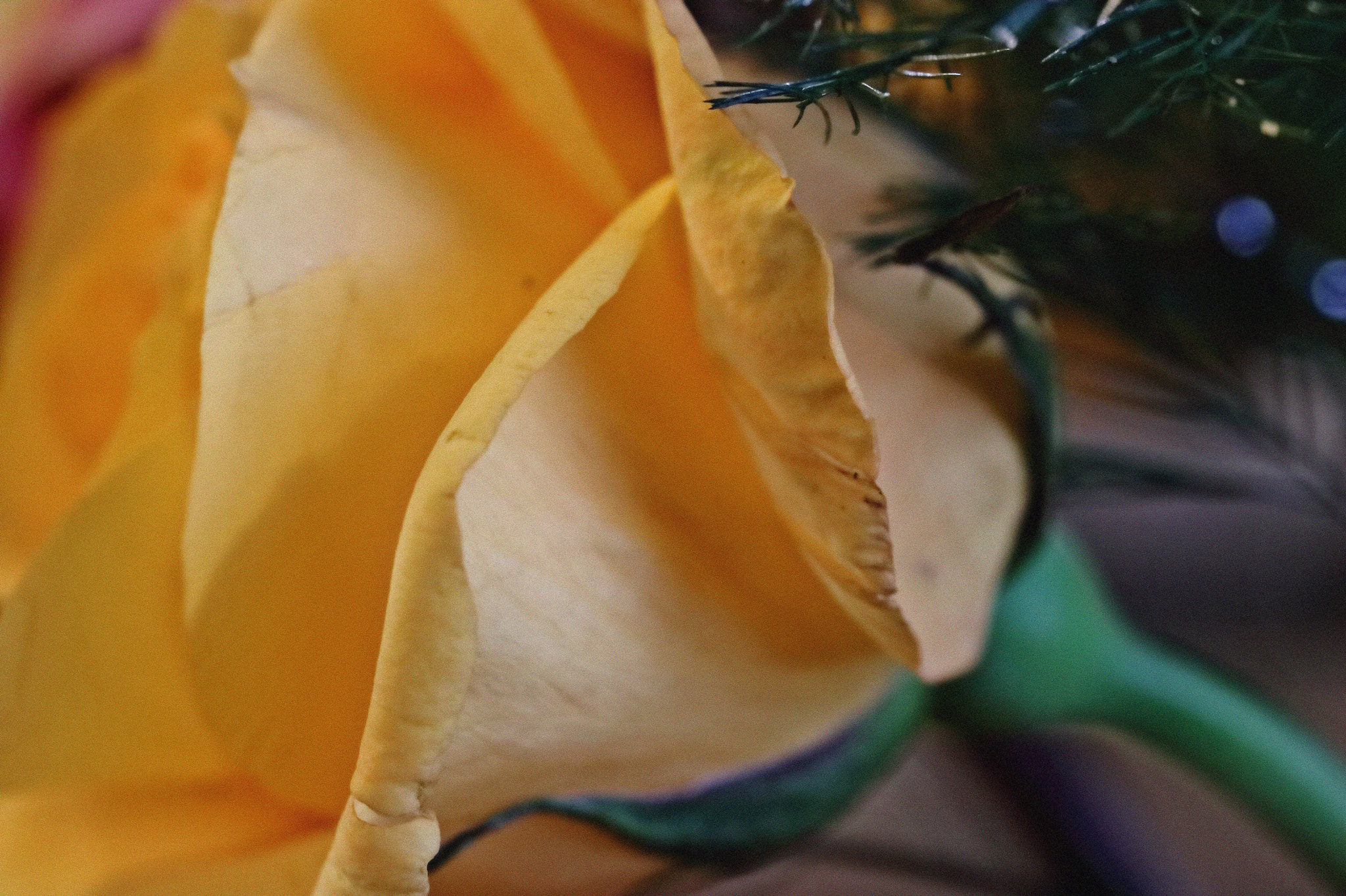 Canon EOS 760D (EOS Rebel T6s / EOS 8000D) sample photo. Yellow rosse photography