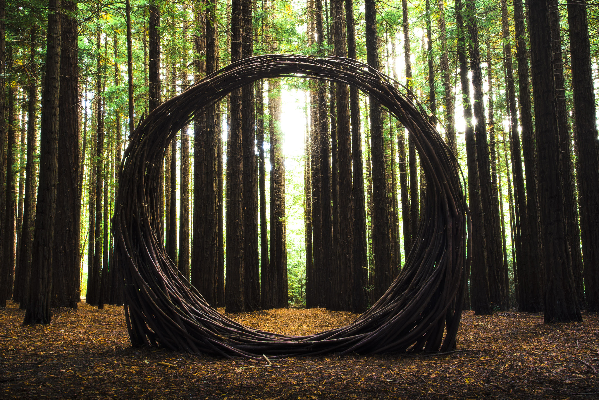 Sony a7S + Canon EF 17-40mm F4L USM sample photo. Sculpture in redwood forest photography