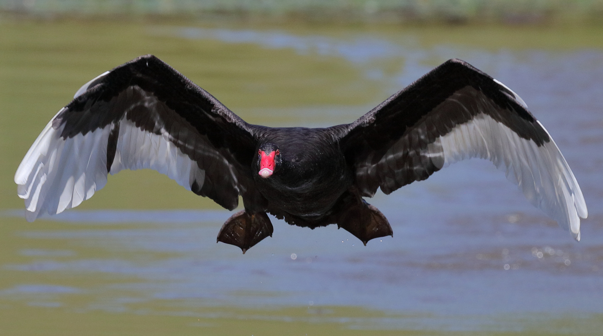 Canon EF 200-400mm F4L IS USM Extender 1.4x sample photo. Almost got me photography
