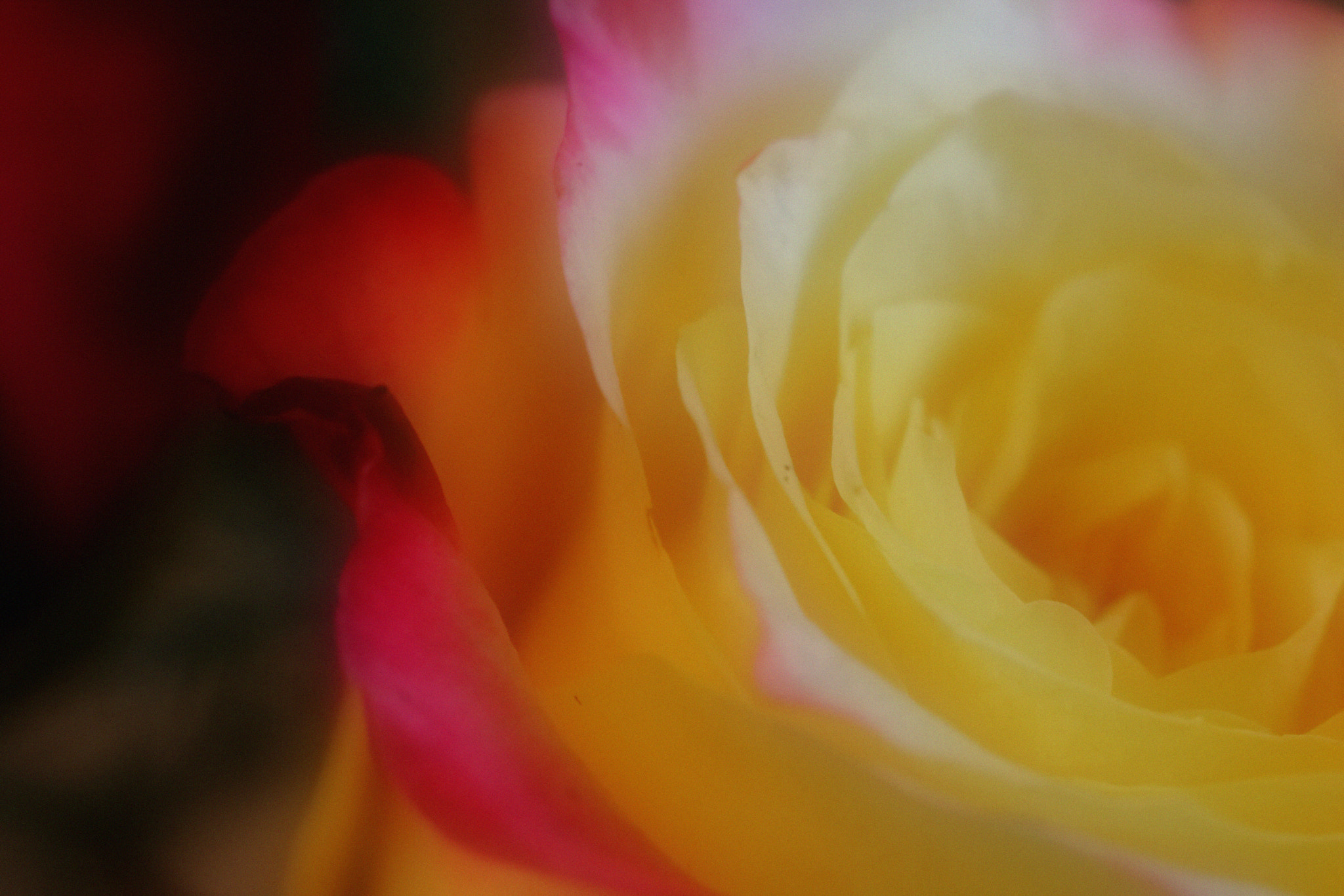 Canon EOS 760D (EOS Rebel T6s / EOS 8000D) sample photo. Soft yellow rose photography