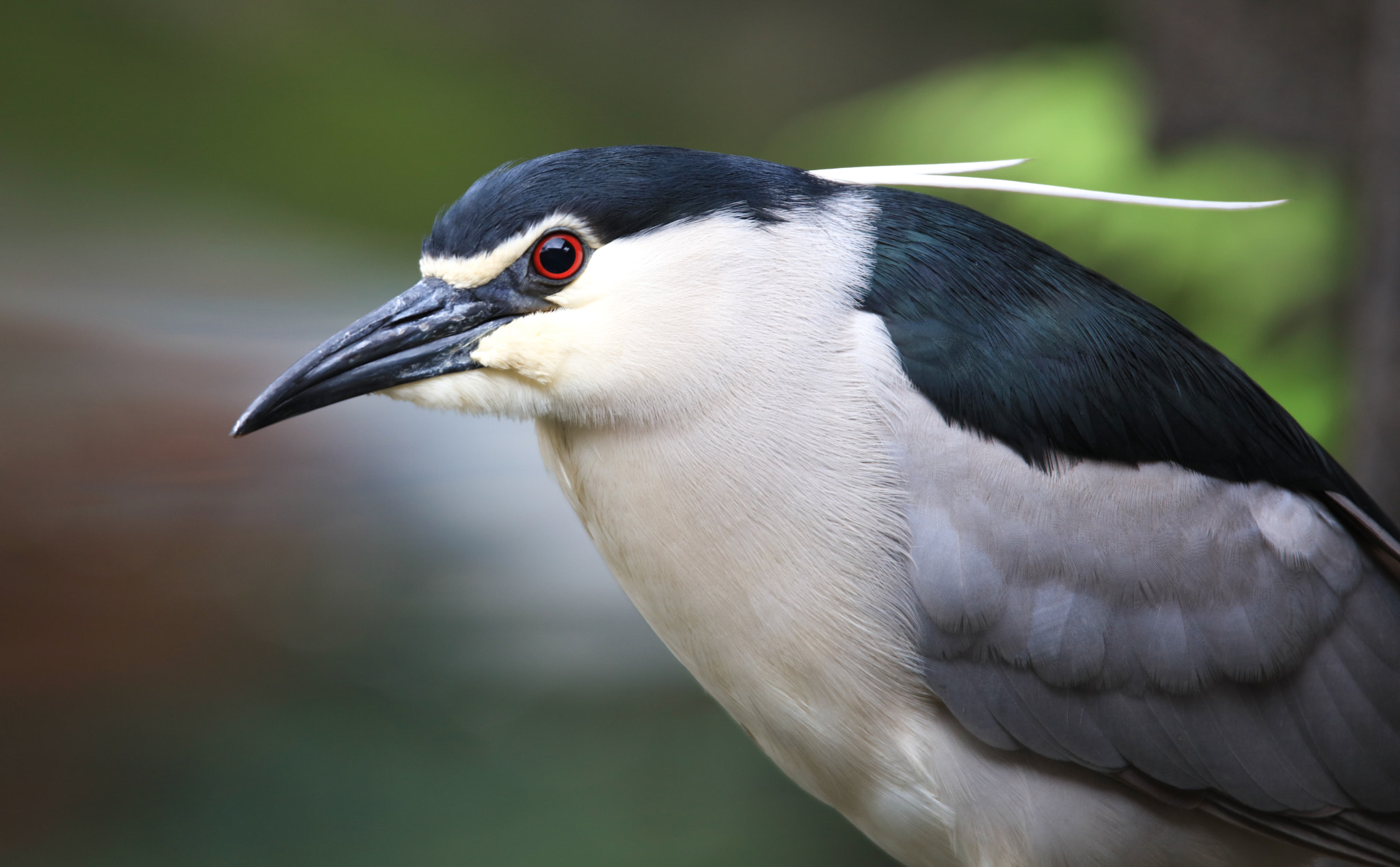 Tamron SP 150-600mm F5-6.3 Di VC USD sample photo. Night heron photography