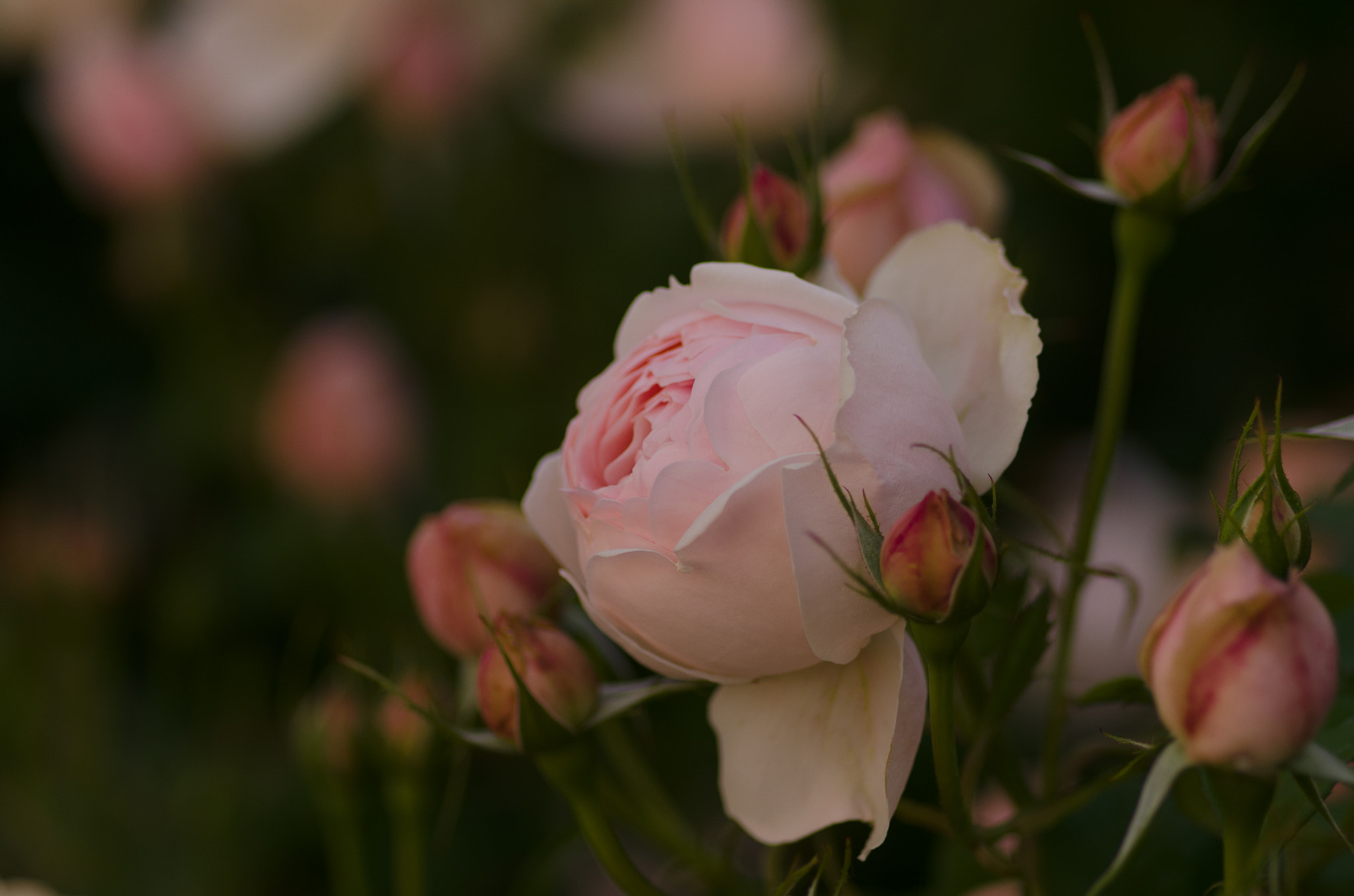 Pentax smc D-FA 100mm F2.8 Macro WR sample photo. Blooming photography