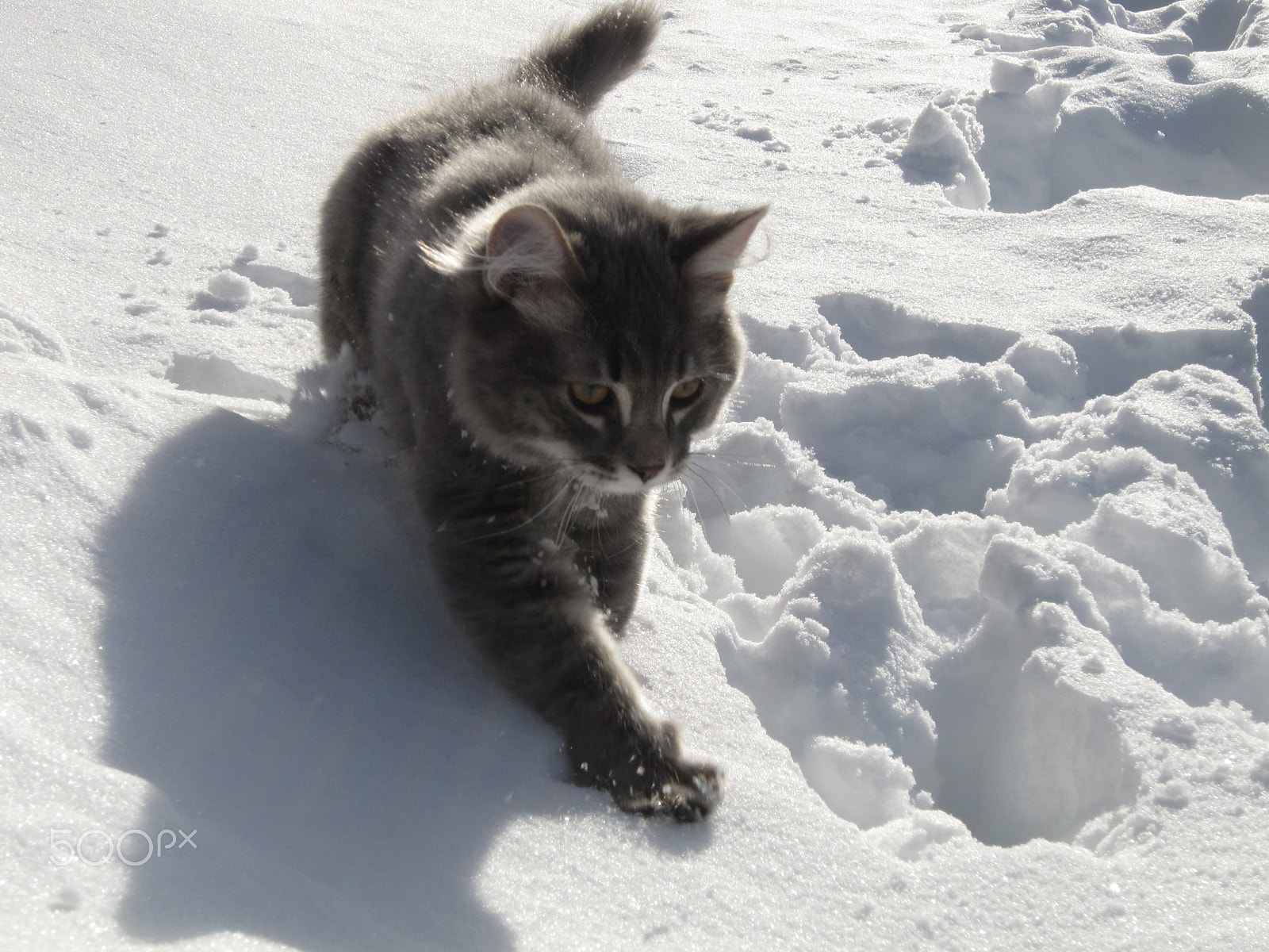 Canon PowerShot SD980 IS (Digital IXUS 200 IS / IXY Digital 930 IS) sample photo. Kitty in snow photography