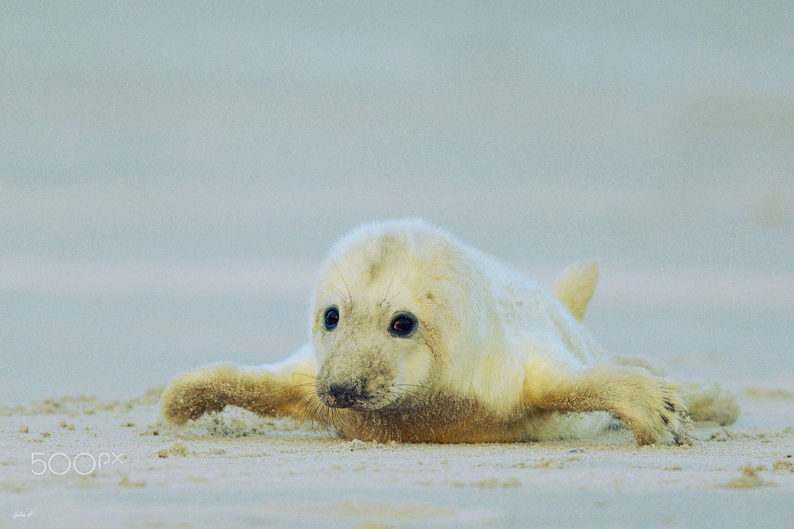 Nikon AF-S Nikkor 300mm F2.8G ED-IF VR sample photo. A walk at the beach photography
