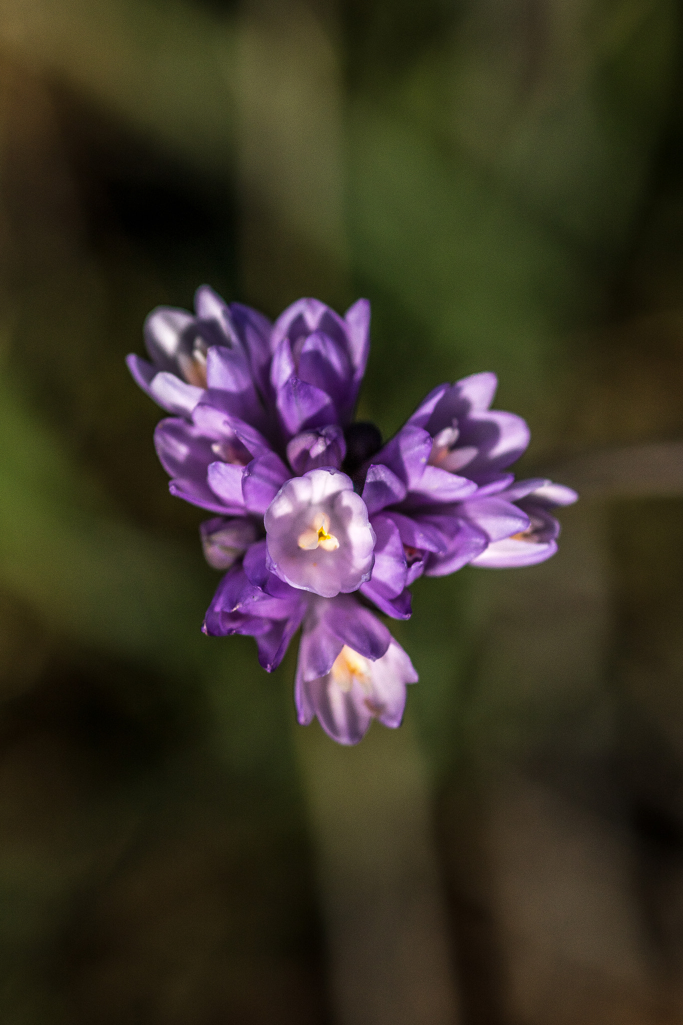Sigma 105mm F2.8 EX DG Macro sample photo. Scary dairy photography