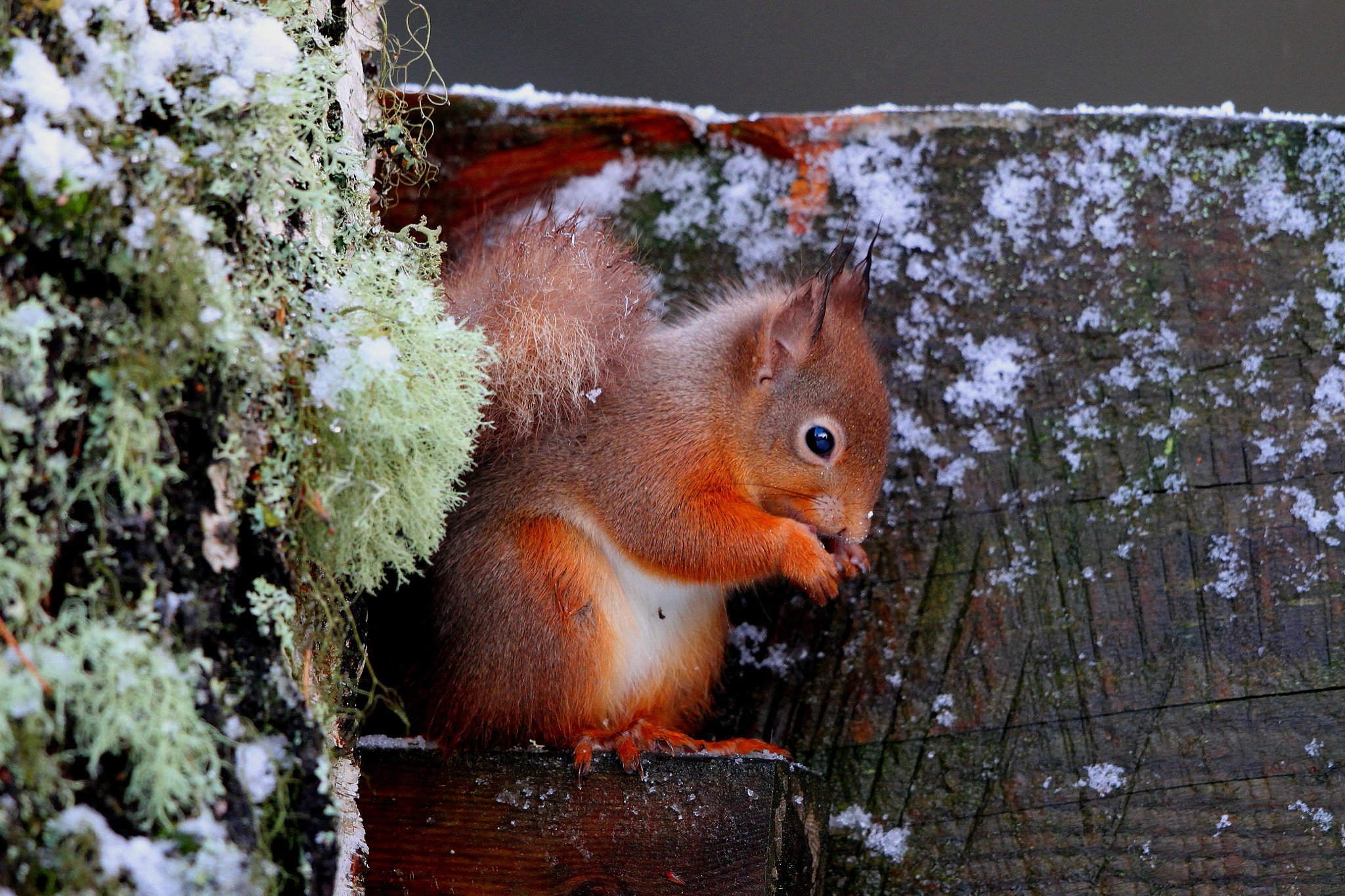 Canon EF 500mm F4L IS II USM sample photo. Red squirrel on a frosty morning photography