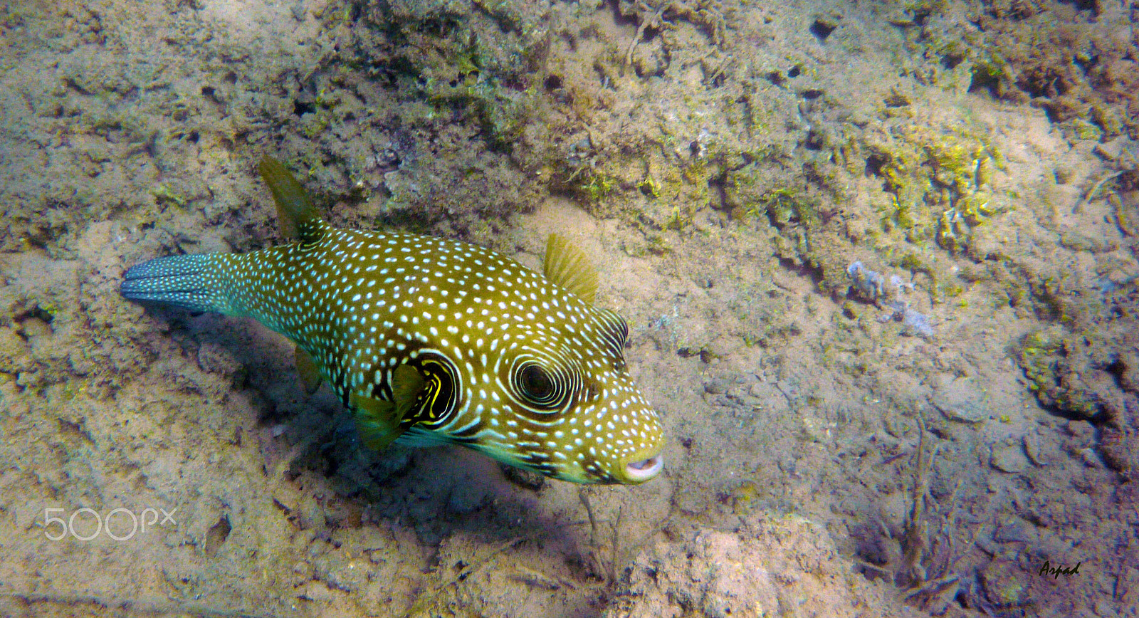 Panasonic DMC-FT3 sample photo. Boxfish photography