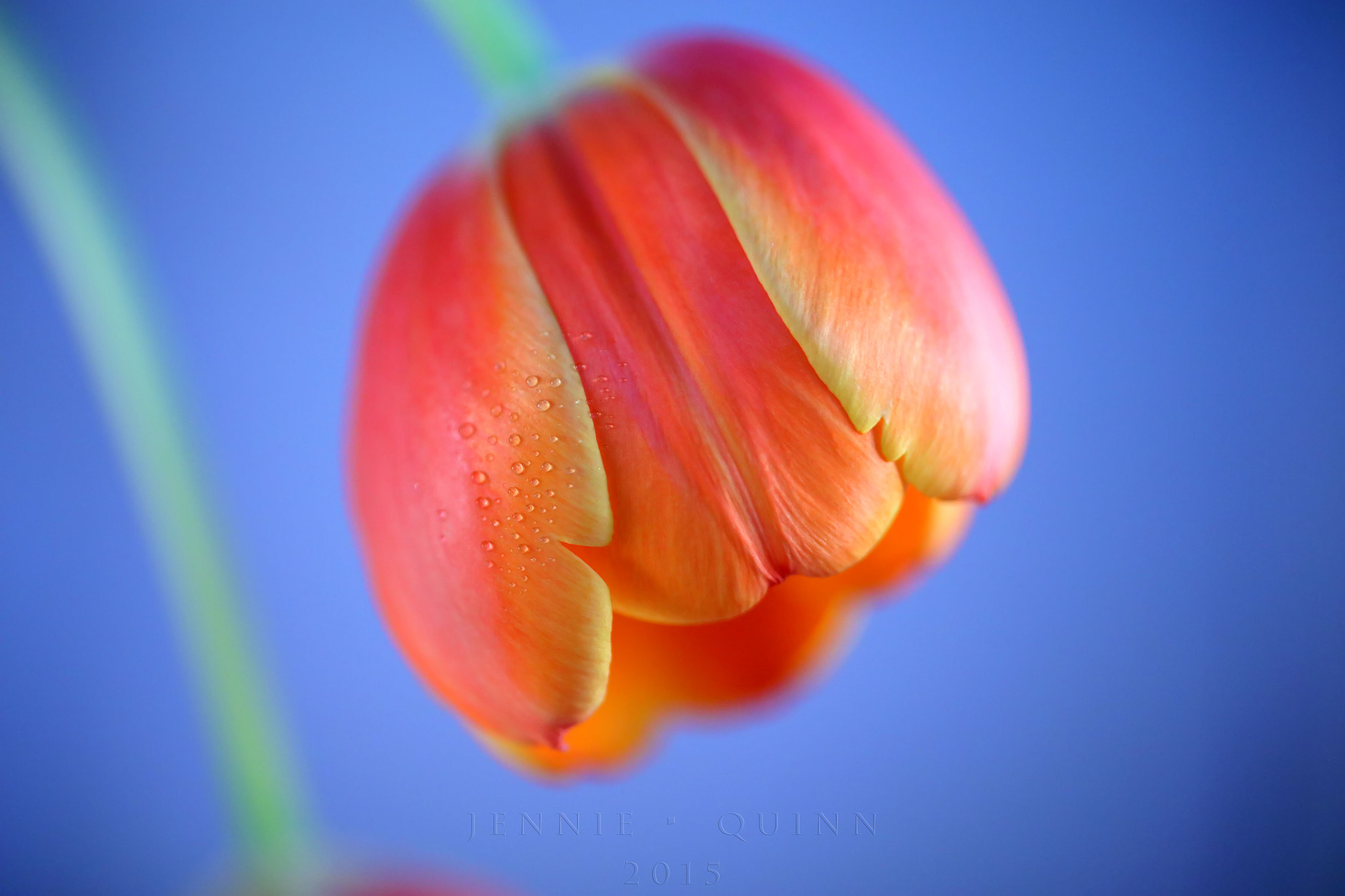 Canon EF 50mm F2.5 Macro sample photo. In plain sight photography