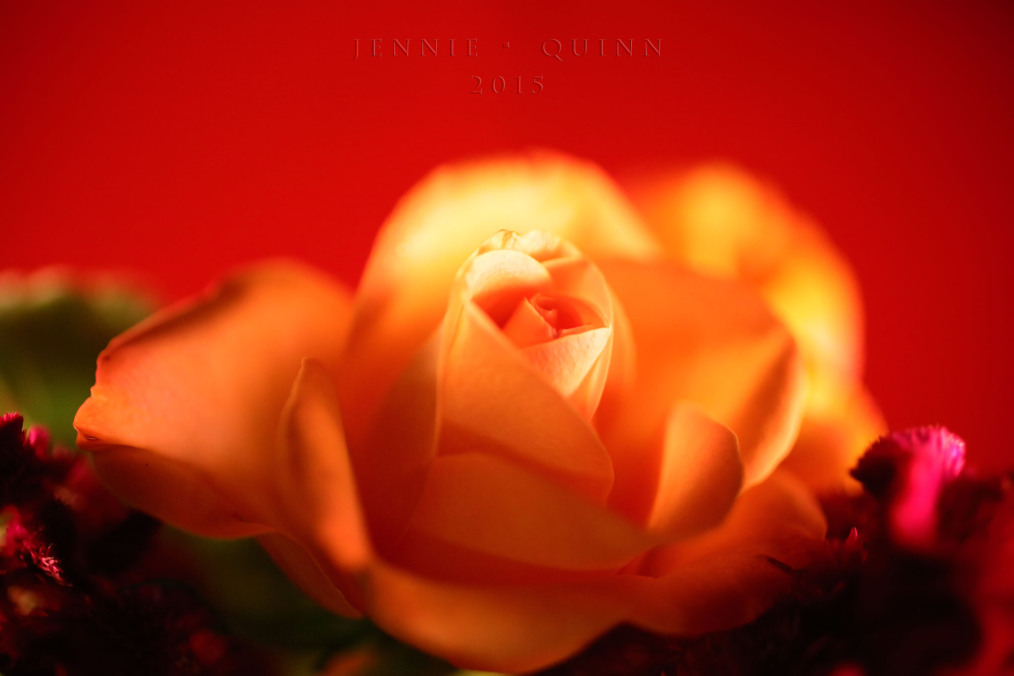 Canon EF 50mm F2.5 Macro sample photo. Budding love photography