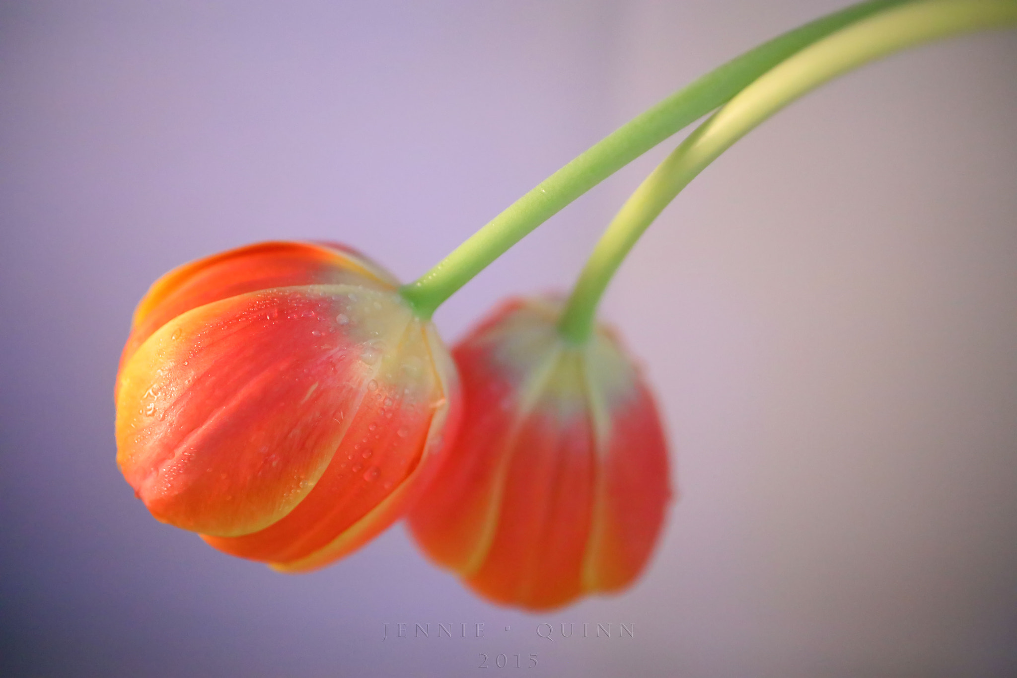 Canon EF 50mm F2.5 Macro sample photo. Entwined in you photography