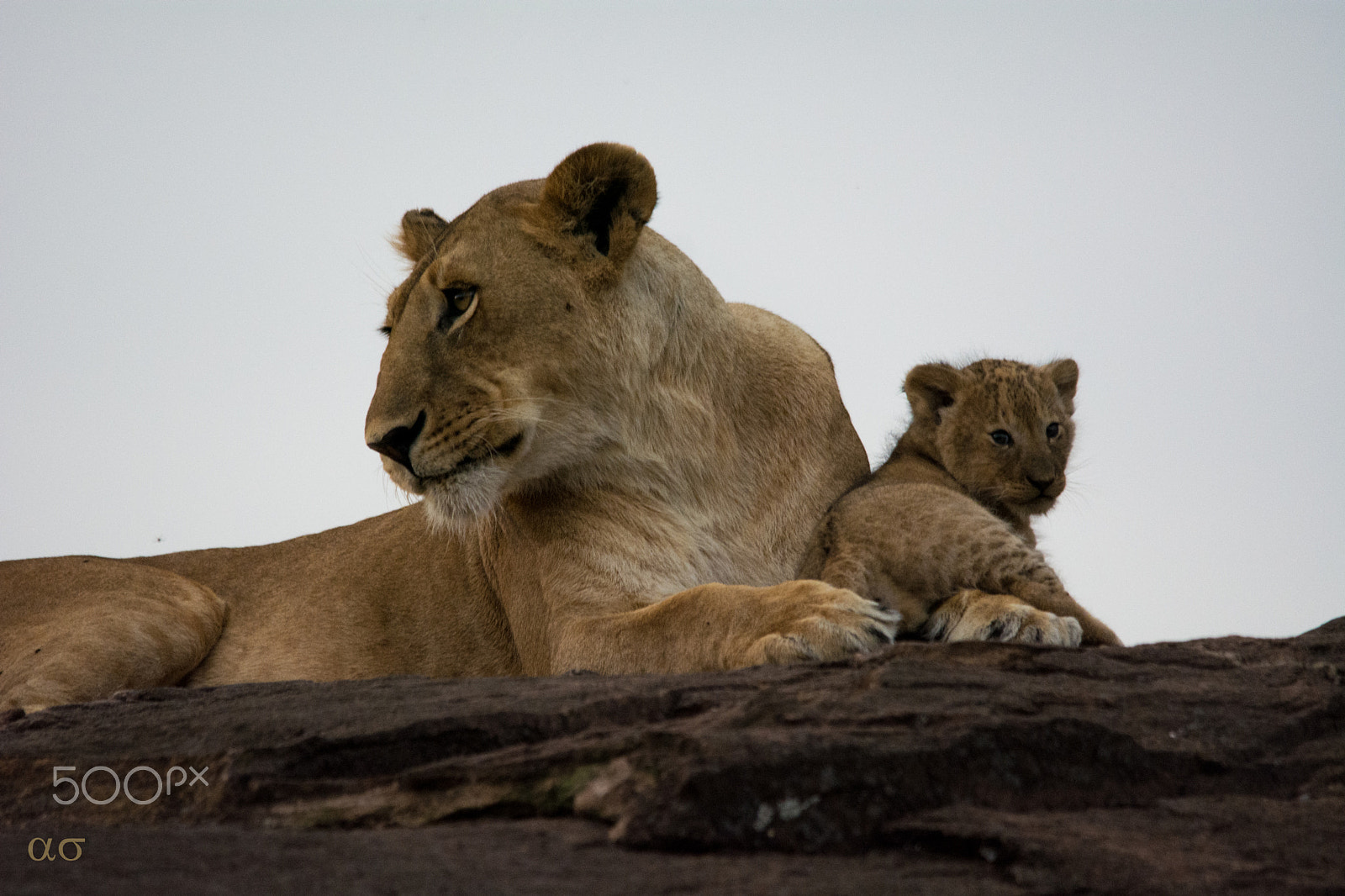 Sigma 150-500mm F5-6.3 DG OS HSM sample photo. Mother's love photography