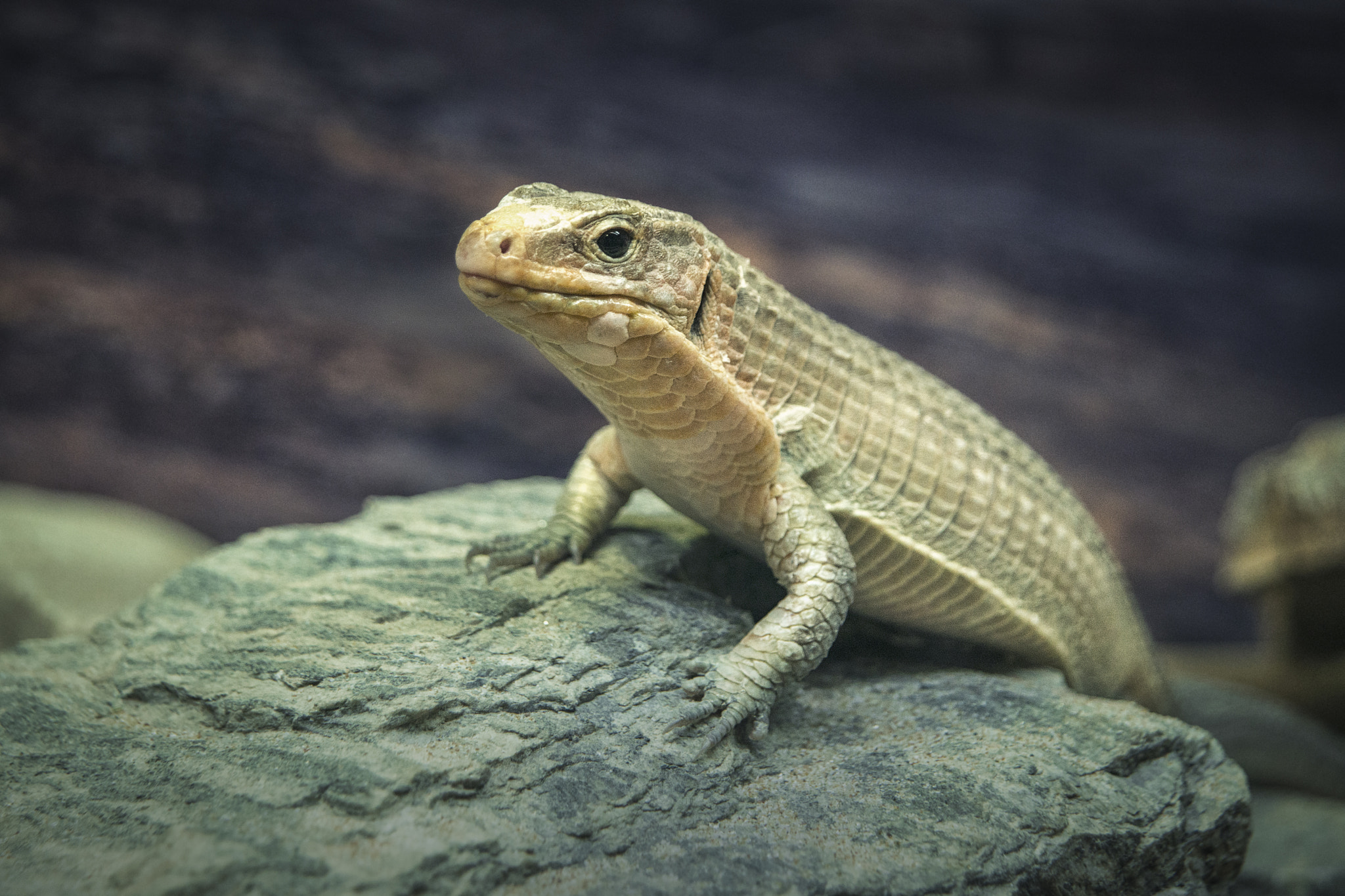AF Zoom-Nikkor 24-120mm f/3.5-5.6D IF sample photo. Small dragon photography