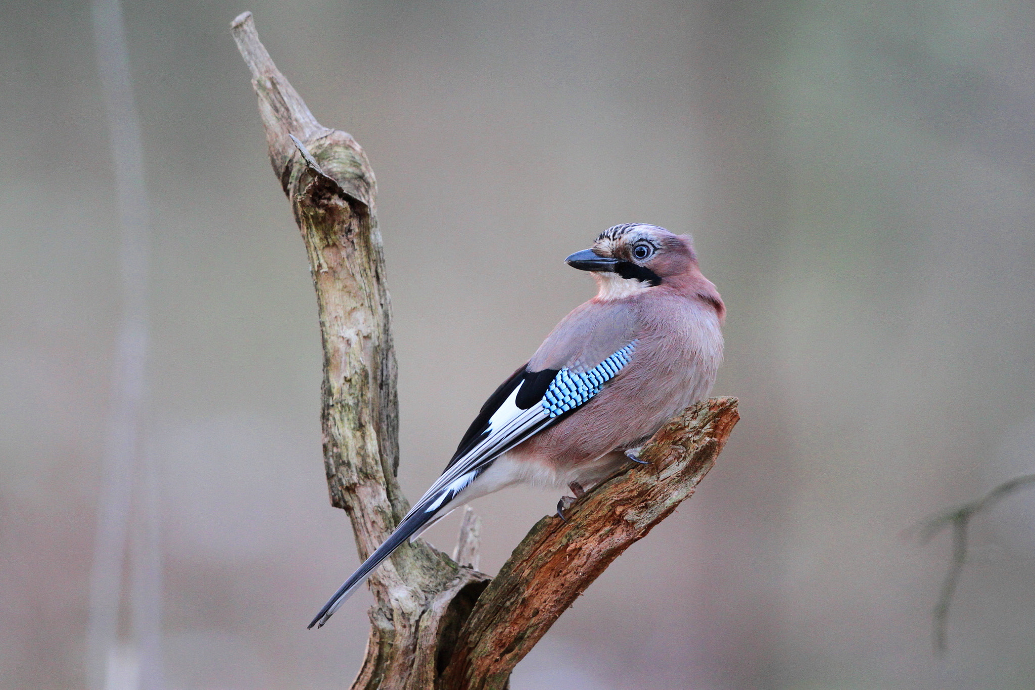 Canon EF 500mm F4L IS II USM sample photo. Perched jay photography