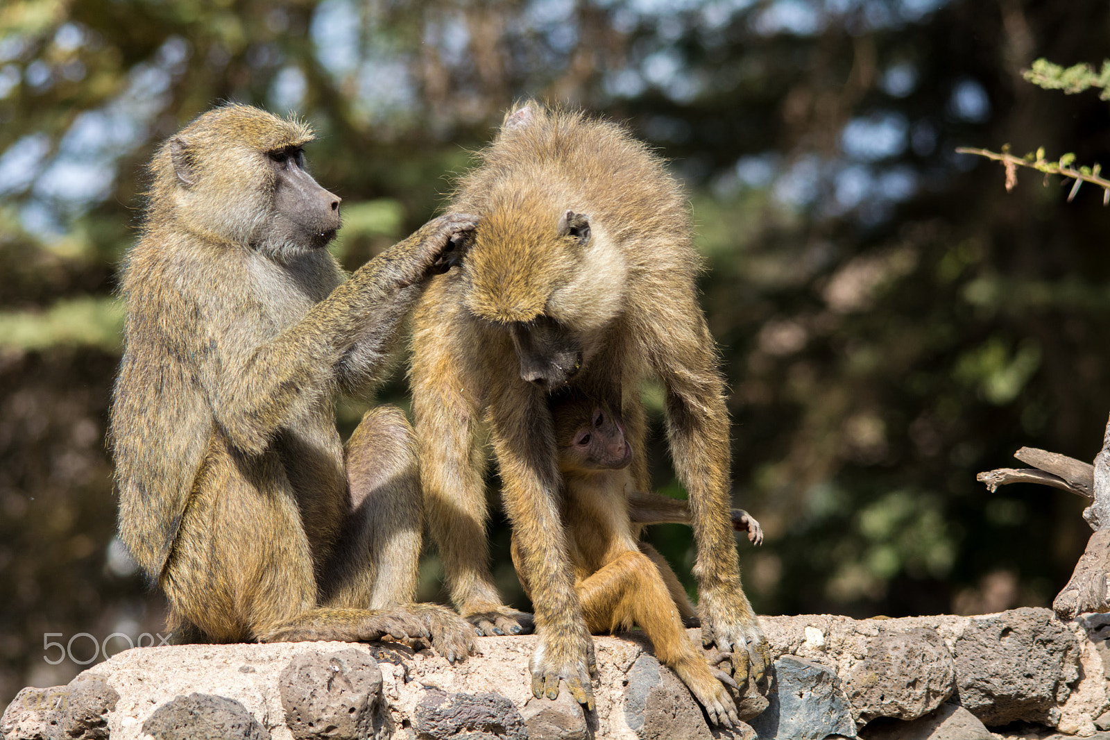 Sigma 150-500mm F5-6.3 DG OS HSM sample photo. Mother's love photography