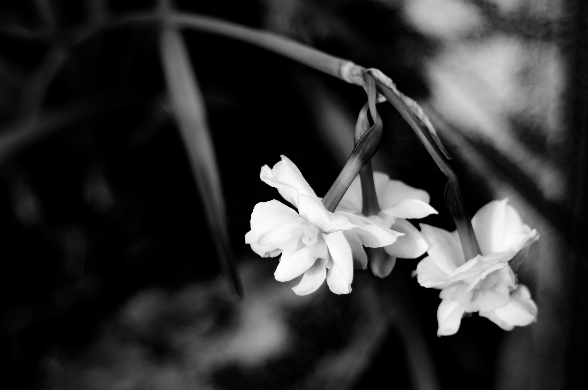 Pentax K-5 IIs sample photo. Flower photography