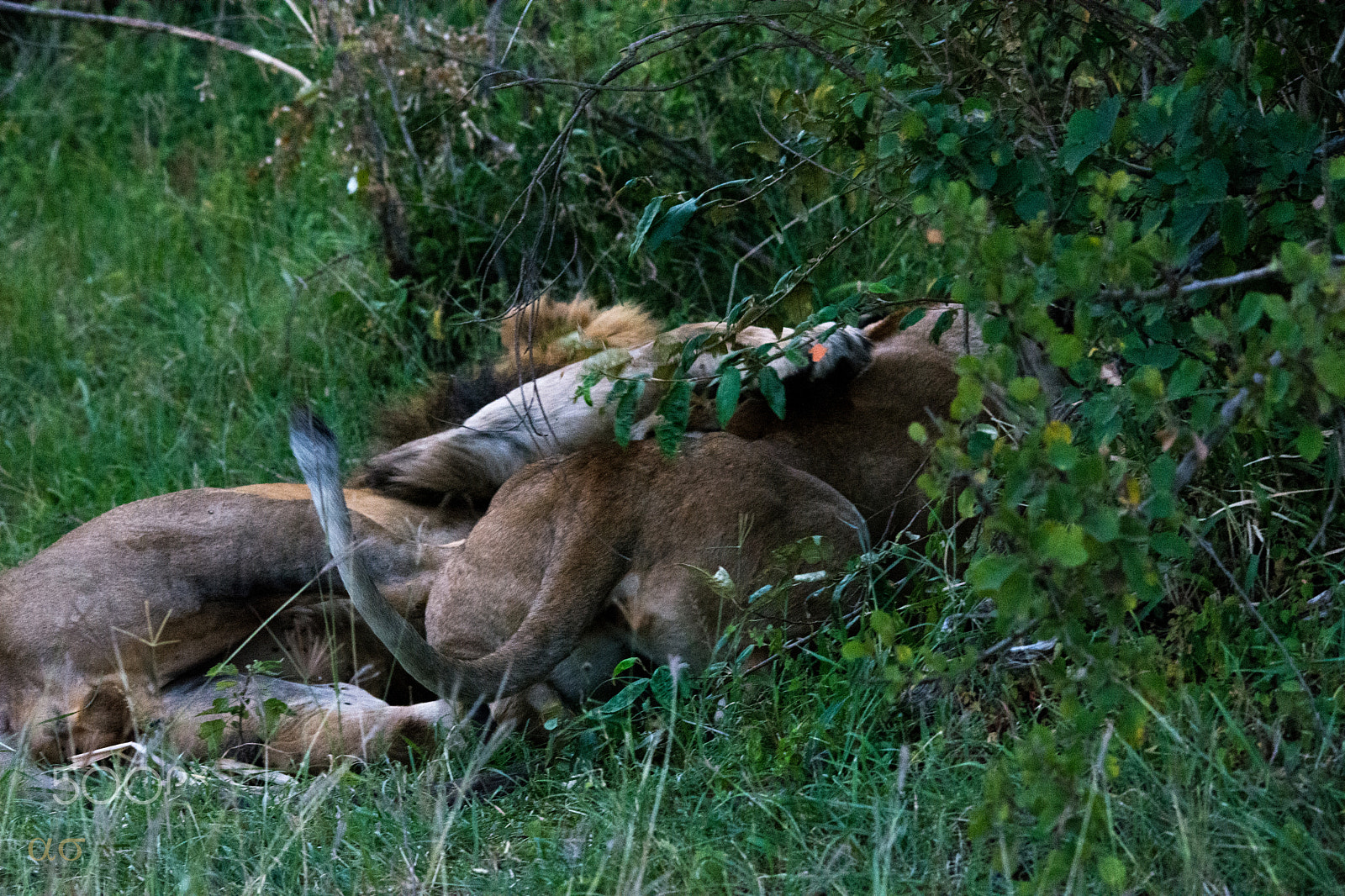 Sigma 150-500mm F5-6.3 DG OS HSM sample photo. The king and the queen photography