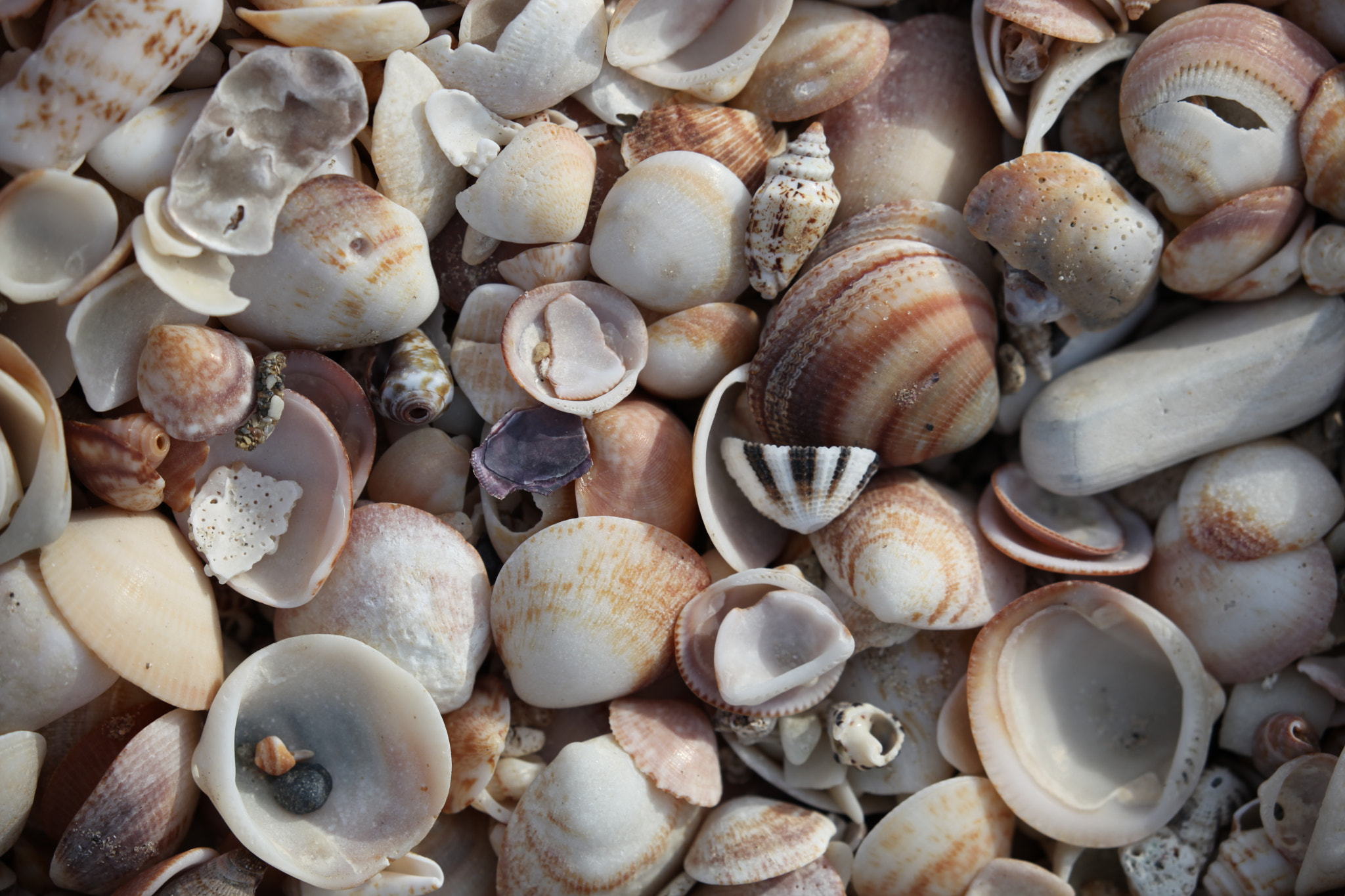 Canon EF 100-400mm F4.5-5.6L IS II USM sample photo. A lot of seashells on the beach photography