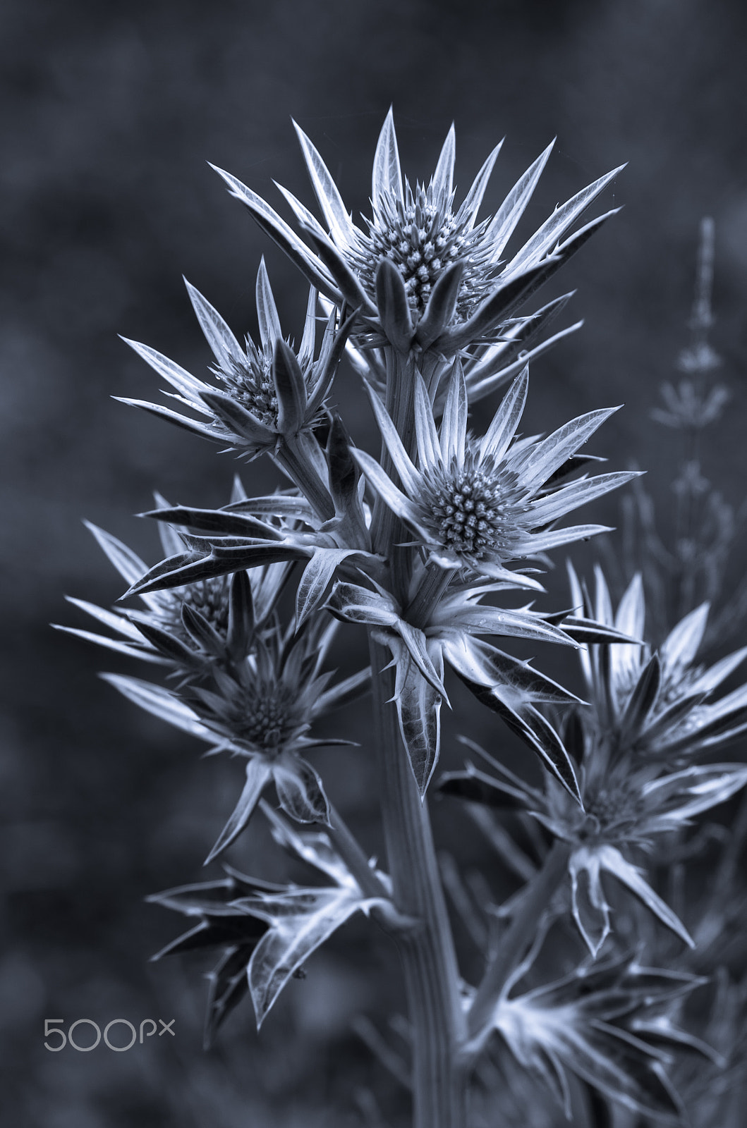 Pentax smc DA* 300mm F4.0 ED (IF) SDM sample photo. Thistles photography