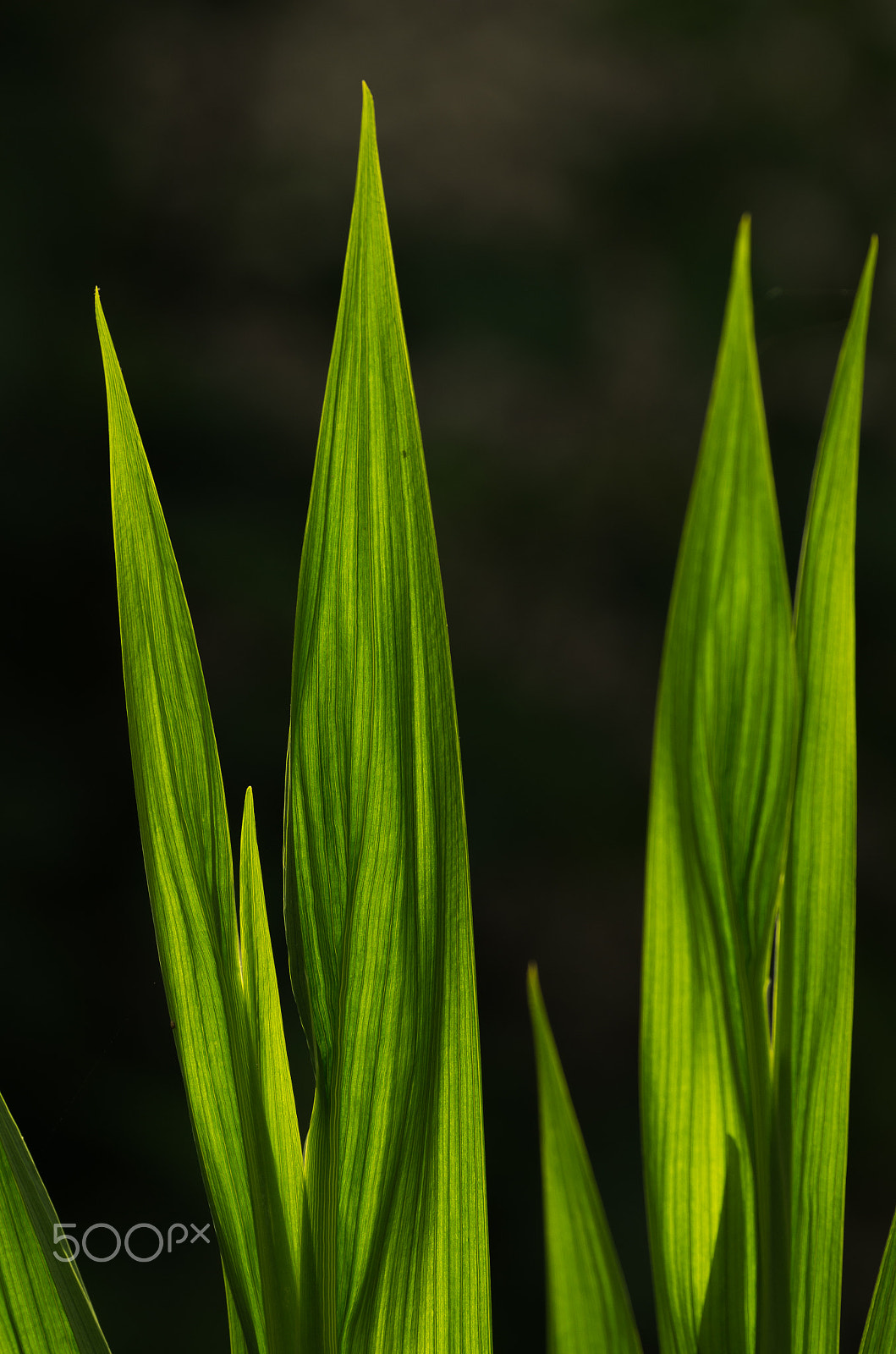 Pentax smc DA* 300mm F4.0 ED (IF) SDM sample photo. Green photography