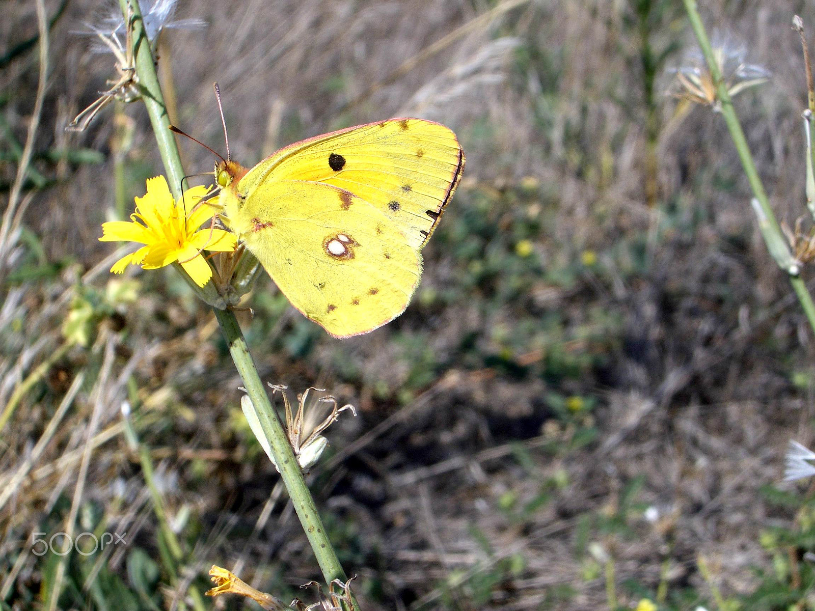 Pentax OPTIO S4 sample photo. Colias crocea photography
