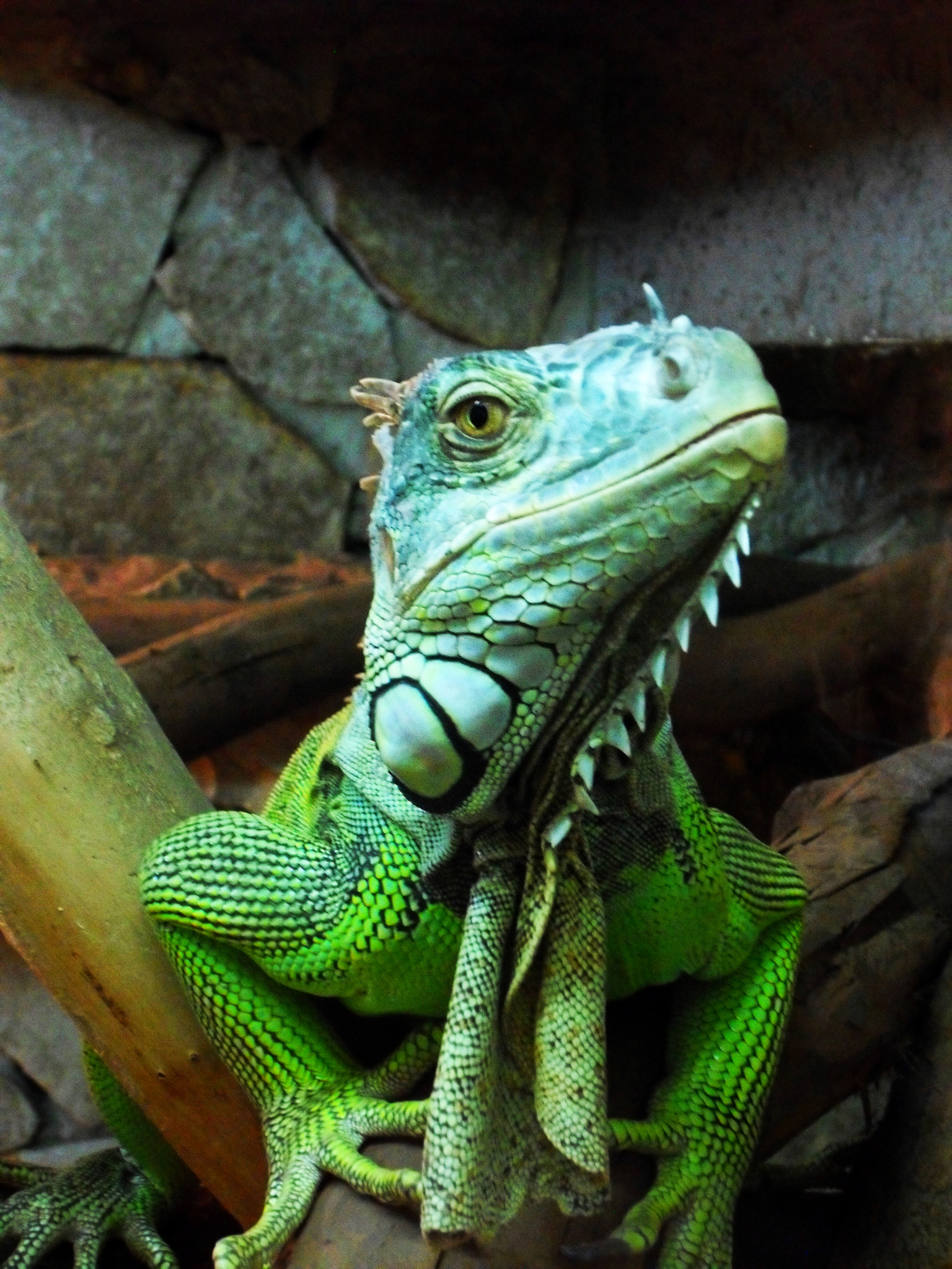 Samsung WB550, WB560 / VLUU WB550 /  HZ15W sample photo. Lizard photography