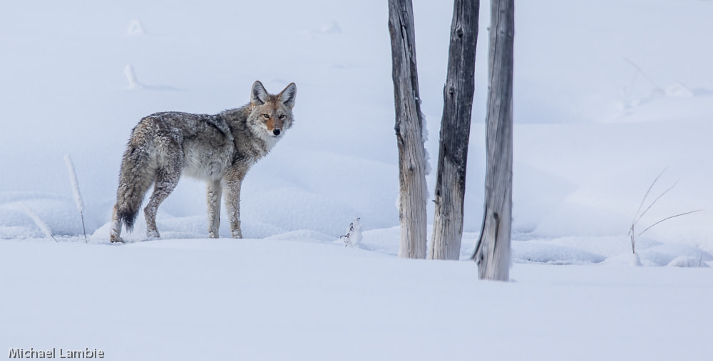 Canon EF 400mm F4.0 DO IS USM sample photo. Winter coyote photography