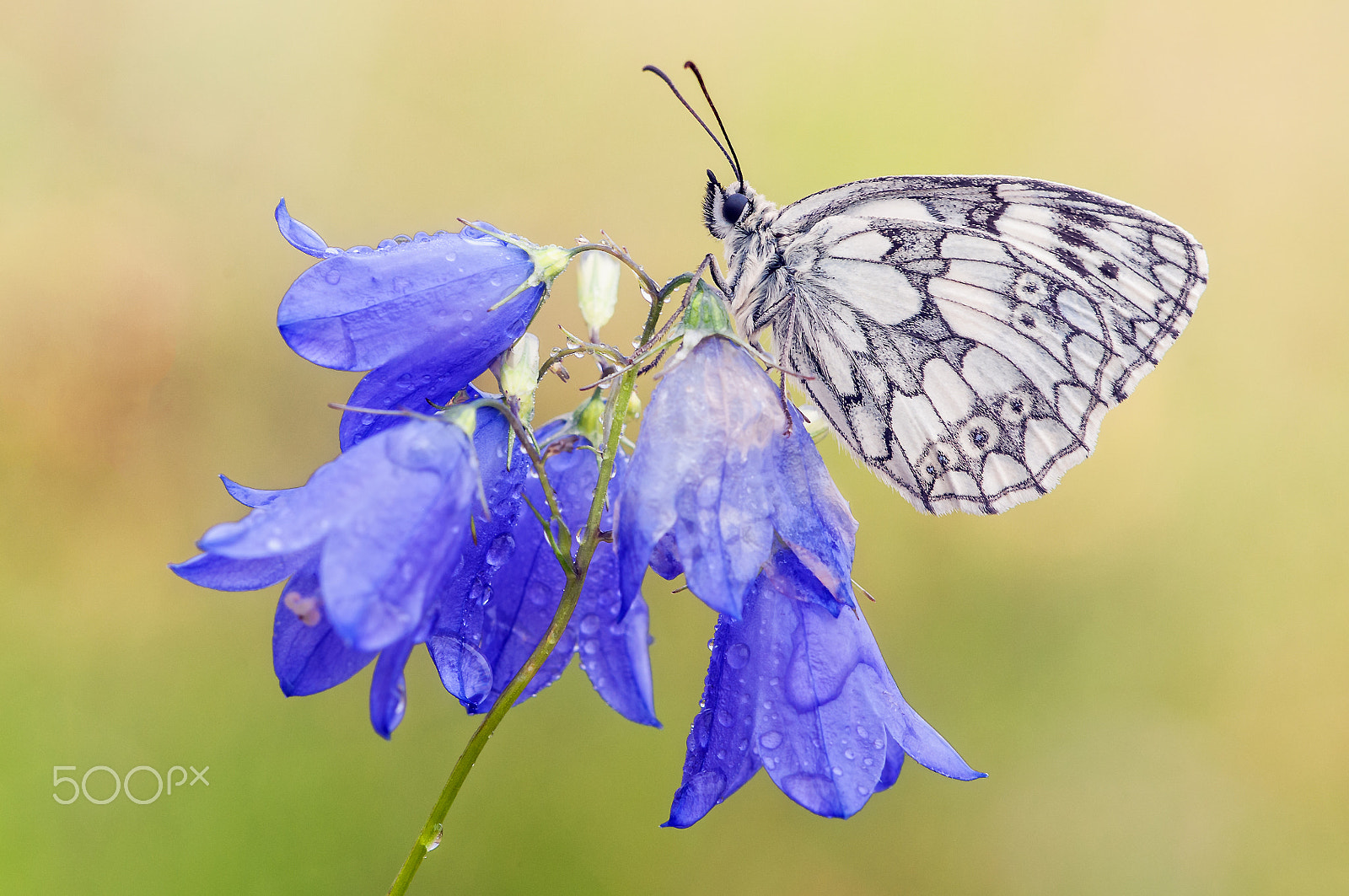 Sigma 150mm F2.8 EX DG Macro HSM sample photo. Marbled white (schachbrettfalter) photography
