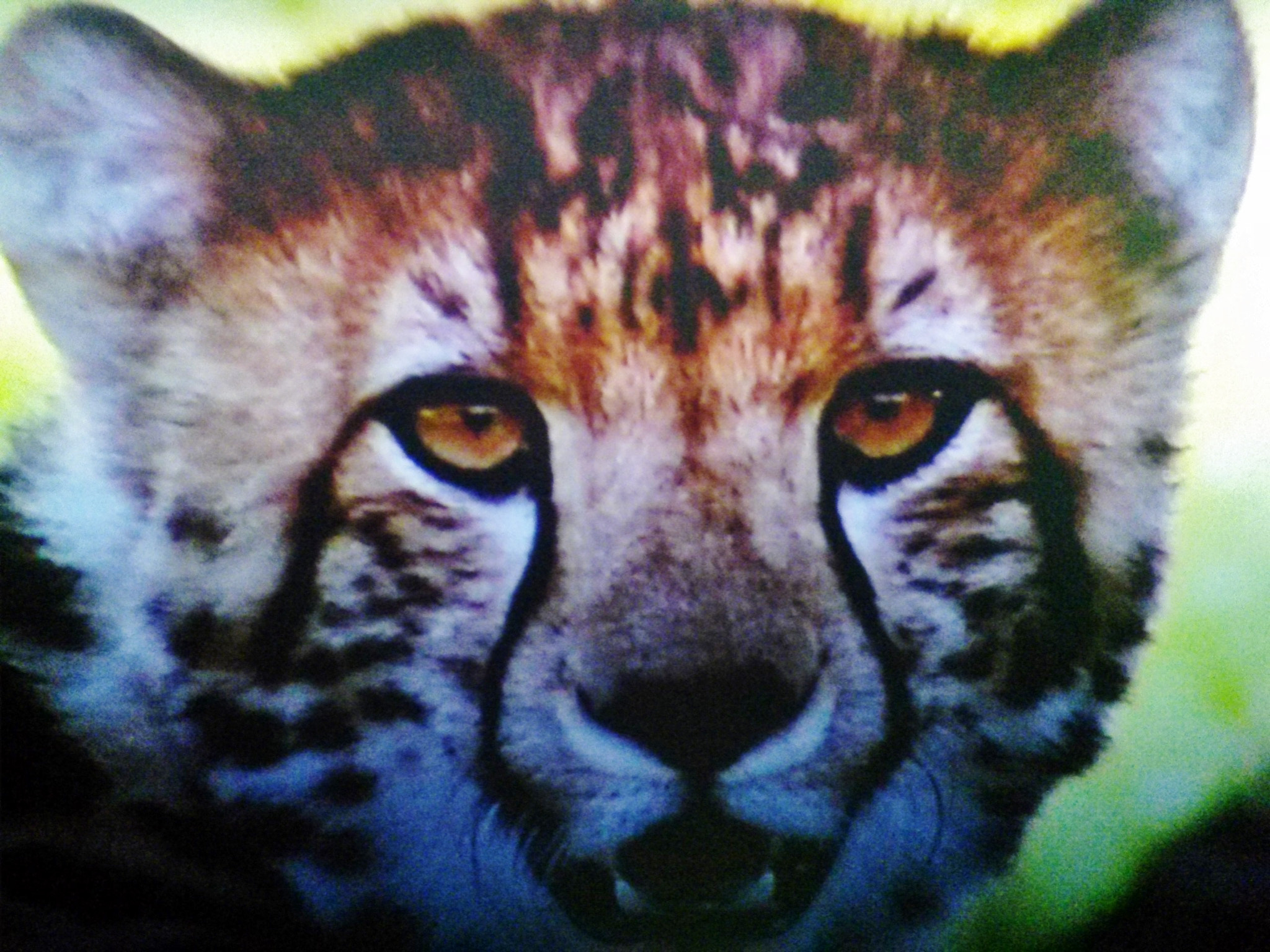 LG Optimus F6 sample photo. Cheetah photography