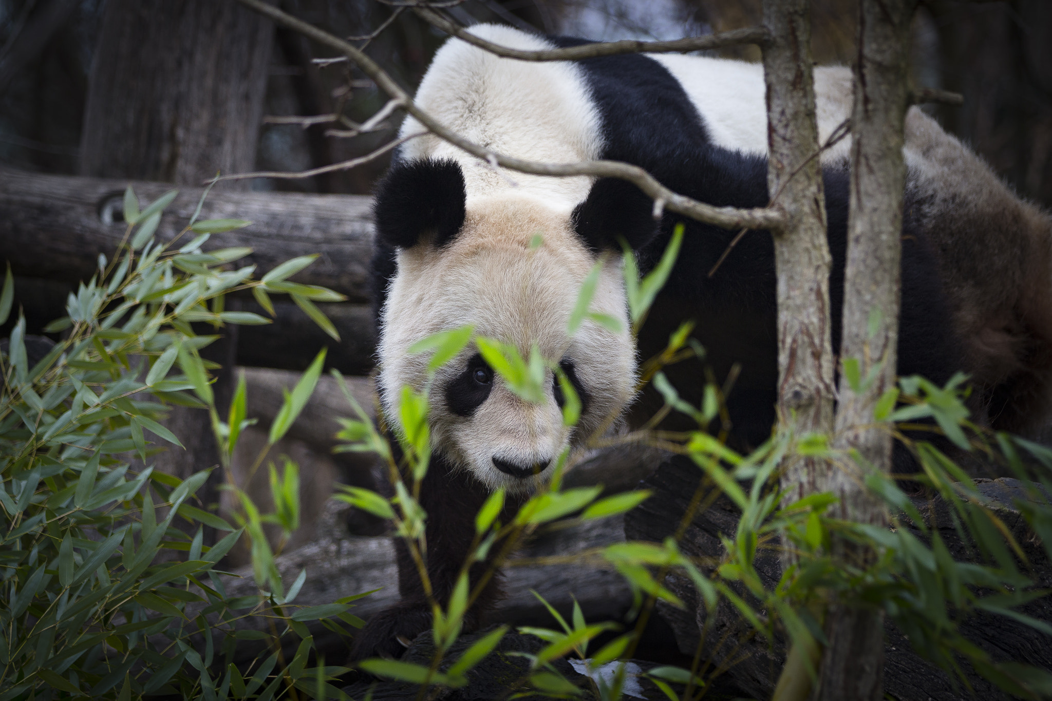 Canon EF 70-200mm F2.8L IS II USM sample photo. Bambus panda photography