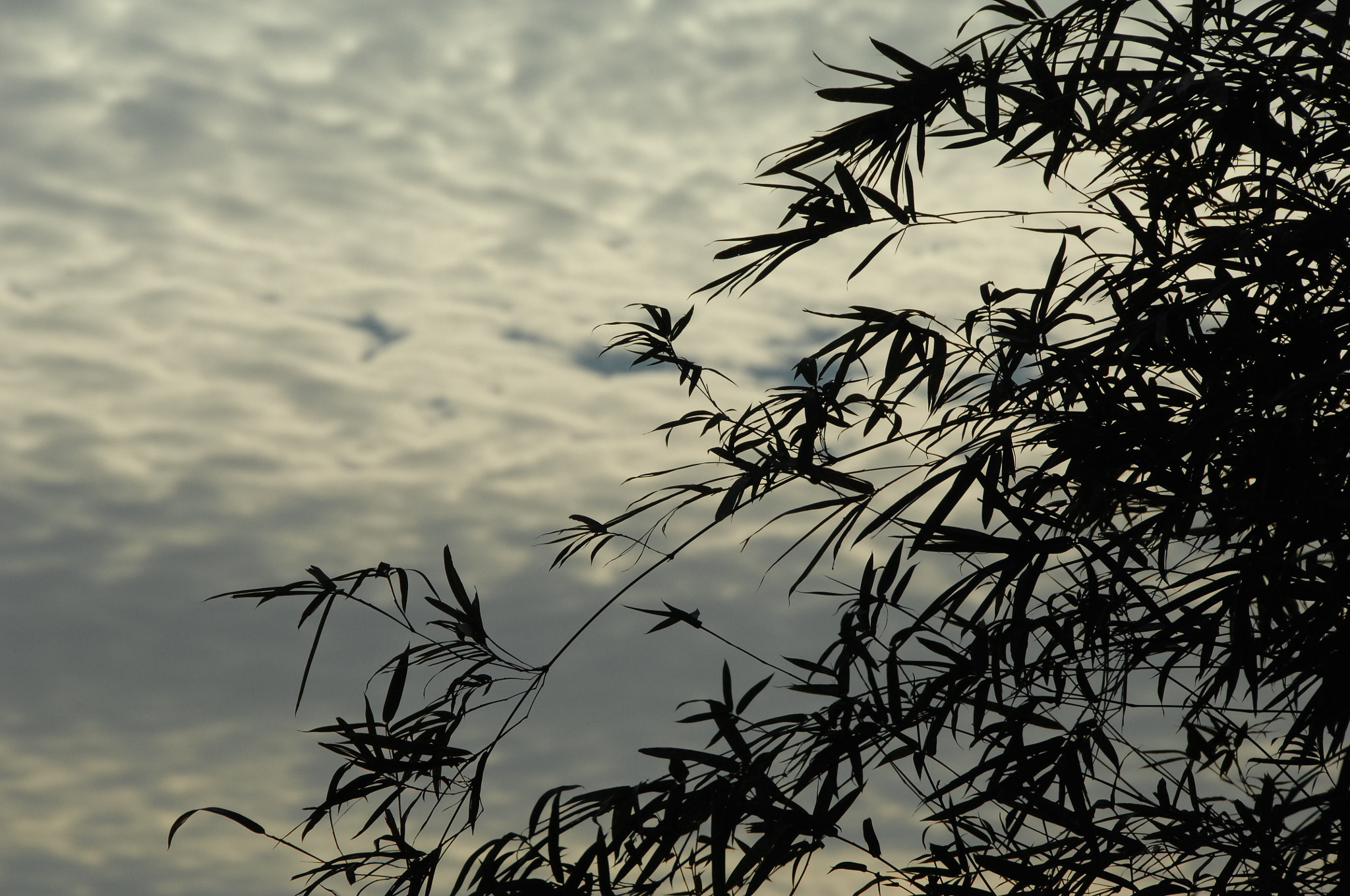 Nikon D2X sample photo. .. photography