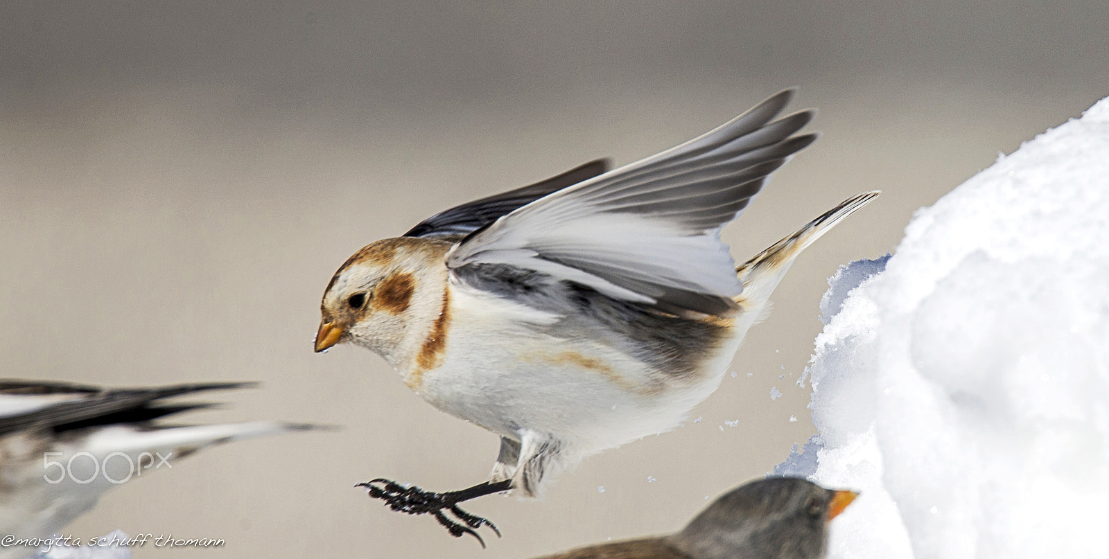 Canon EOS-1D X + Tamron SP 150-600mm F5-6.3 Di VC USD sample photo. Snow bunting... photography