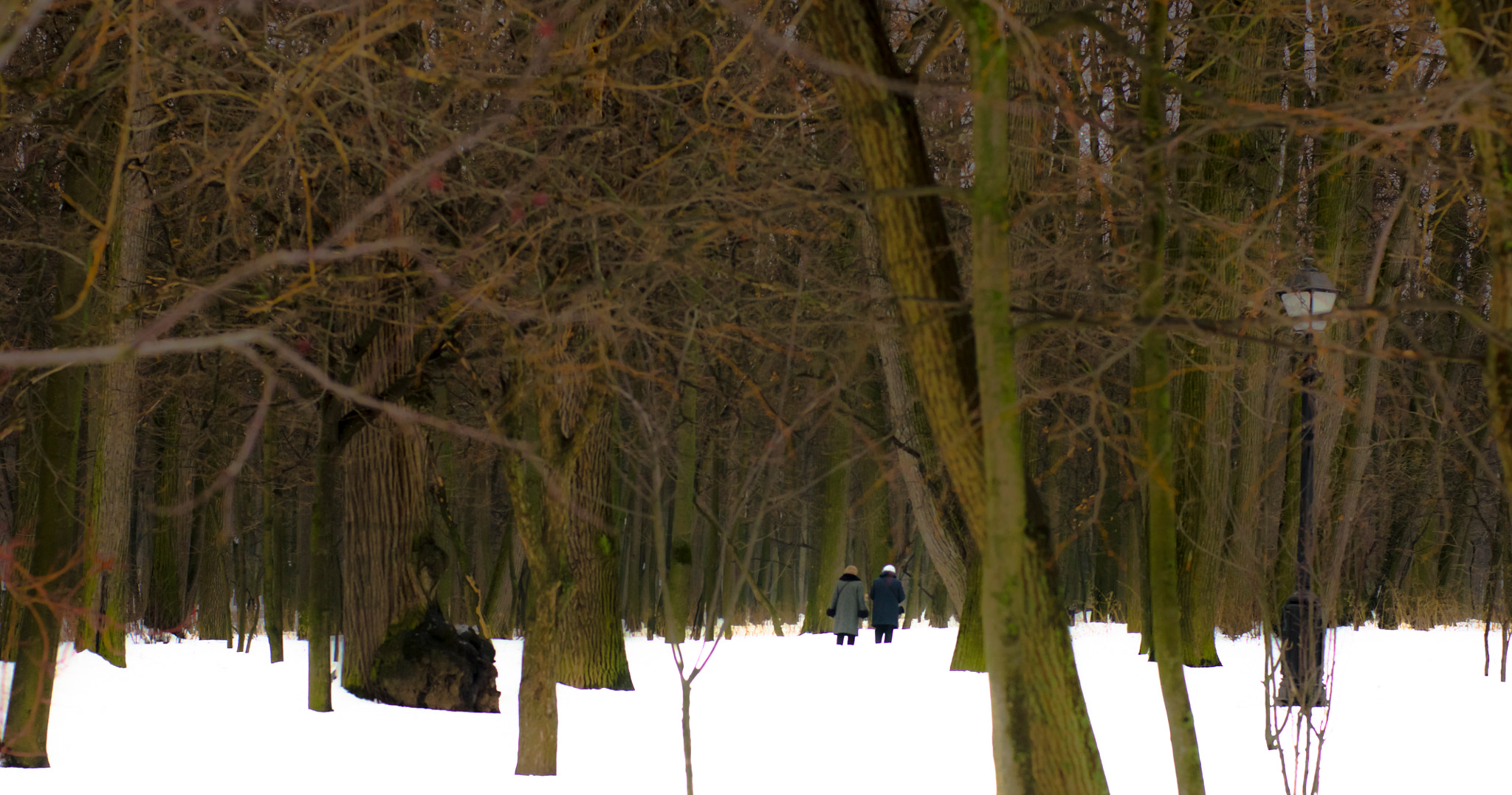 Sony Alpha DSLR-A500 + Sony 50mm F1.4 sample photo. Wandering in the forest photography