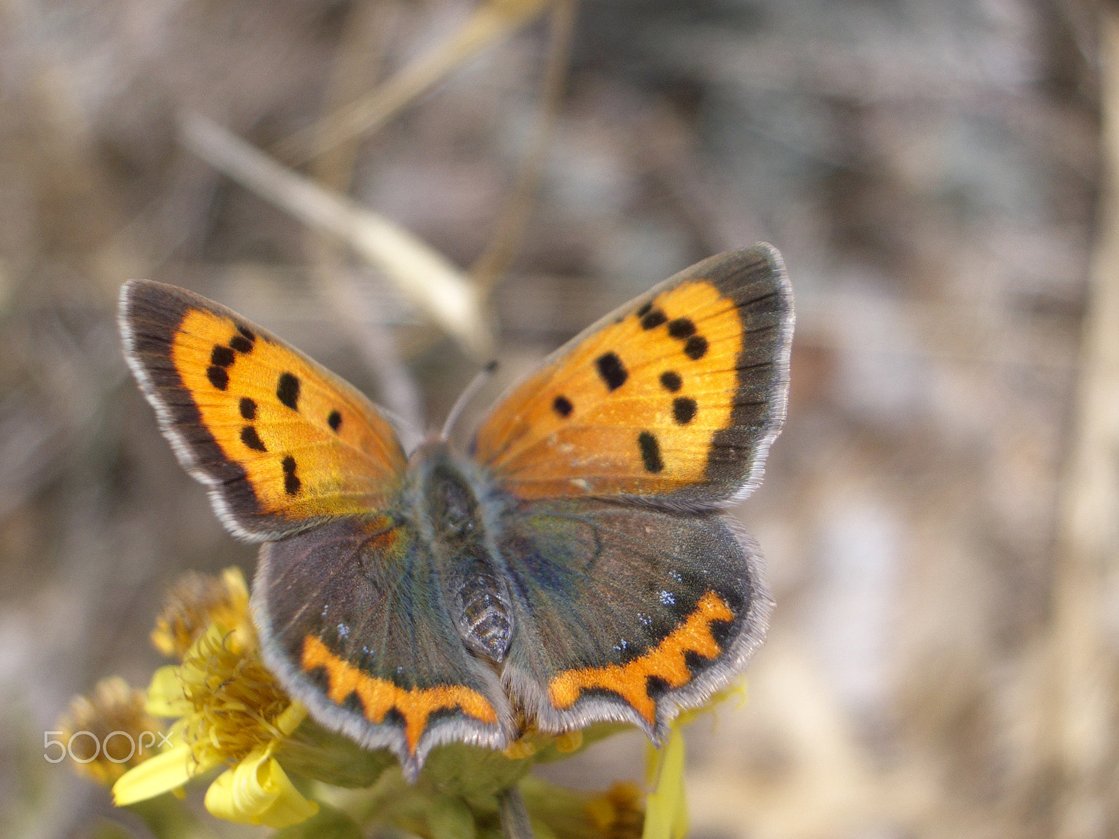 Pentax OPTIO S4 sample photo. Lycaena phalaeas photography