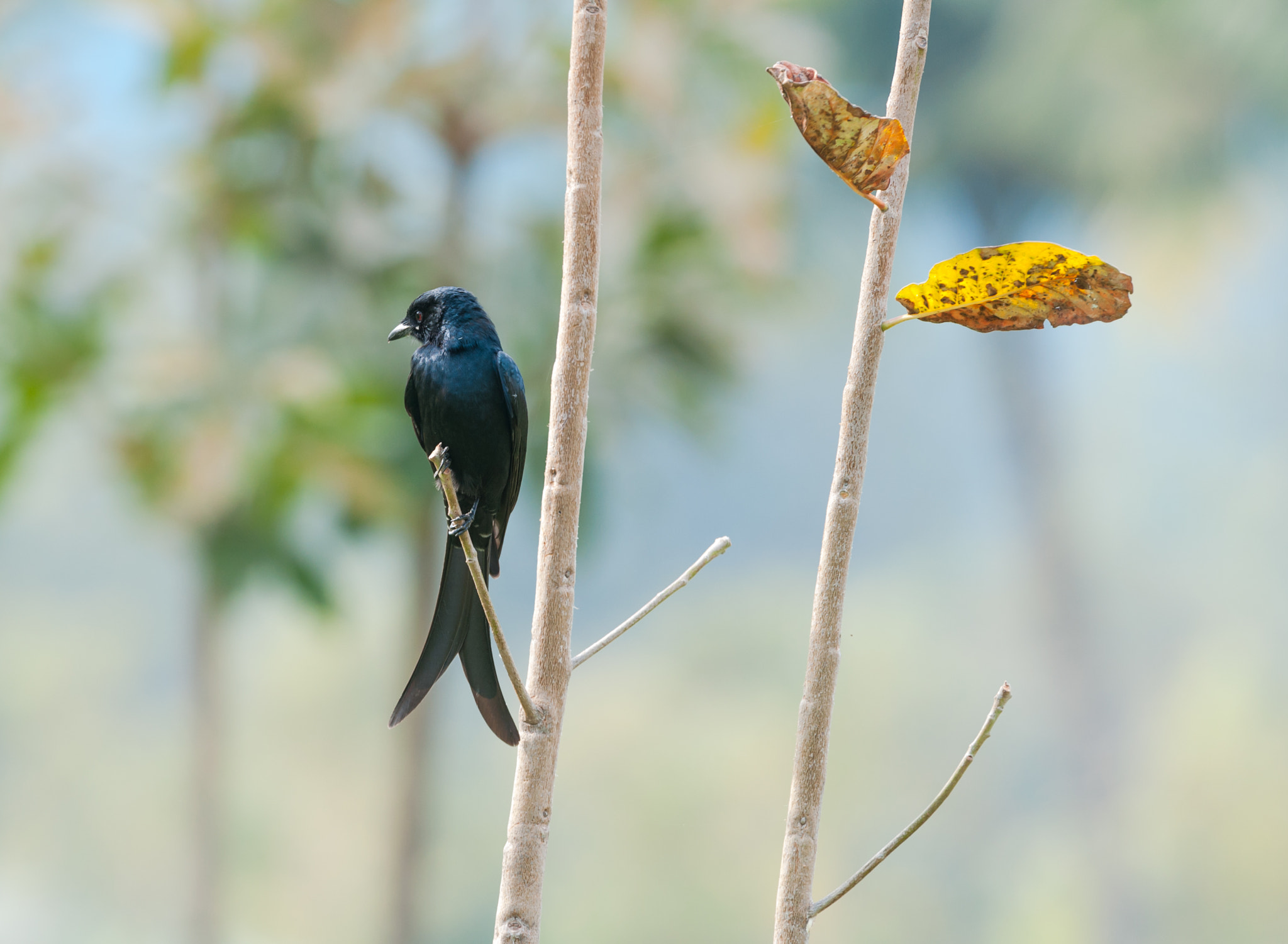 Nikon AF-S Nikkor 70-200mm F2.8G ED VR II sample photo. Drongo photography