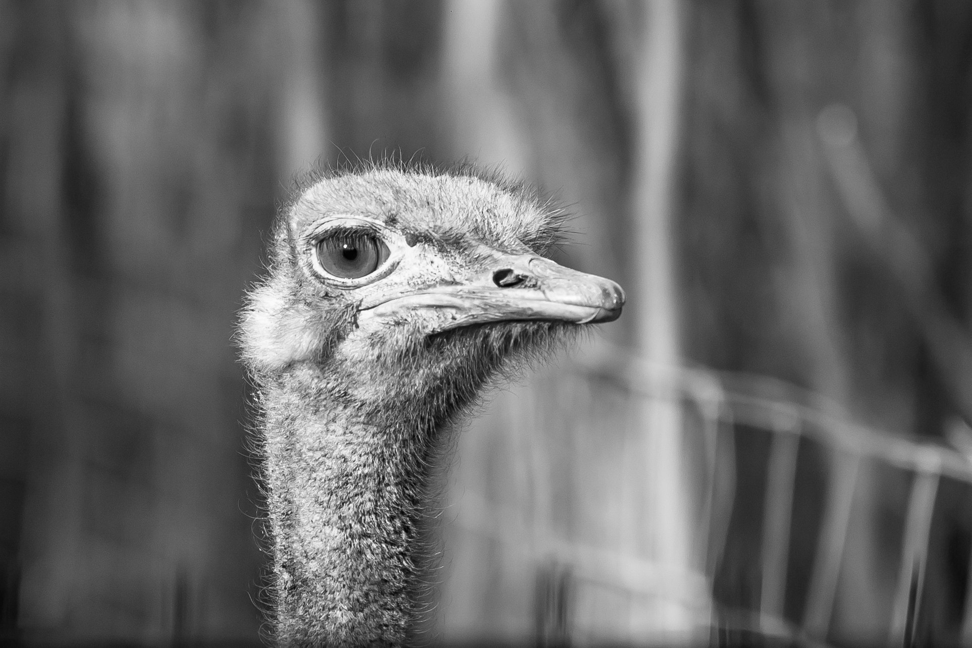 Canon EOS 1000D (EOS Digital Rebel XS / EOS Kiss F) sample photo. "what are you looking at...?" photography