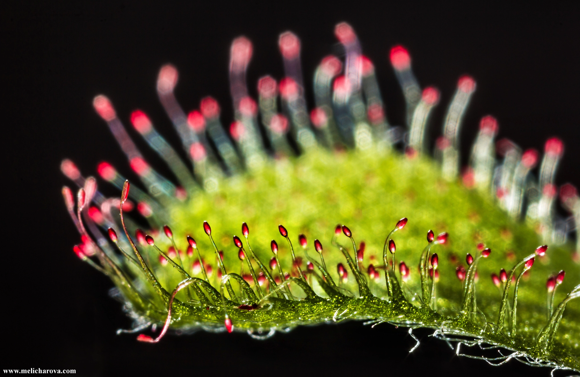 Canon MP-E 65mm F2.5 1-5x Macro Photo sample photo. Drosera 1 photography